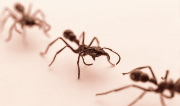 アリが道に迷わない2つの能力とは？