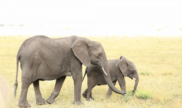 動物の赤ちゃんが 成長する早さは？