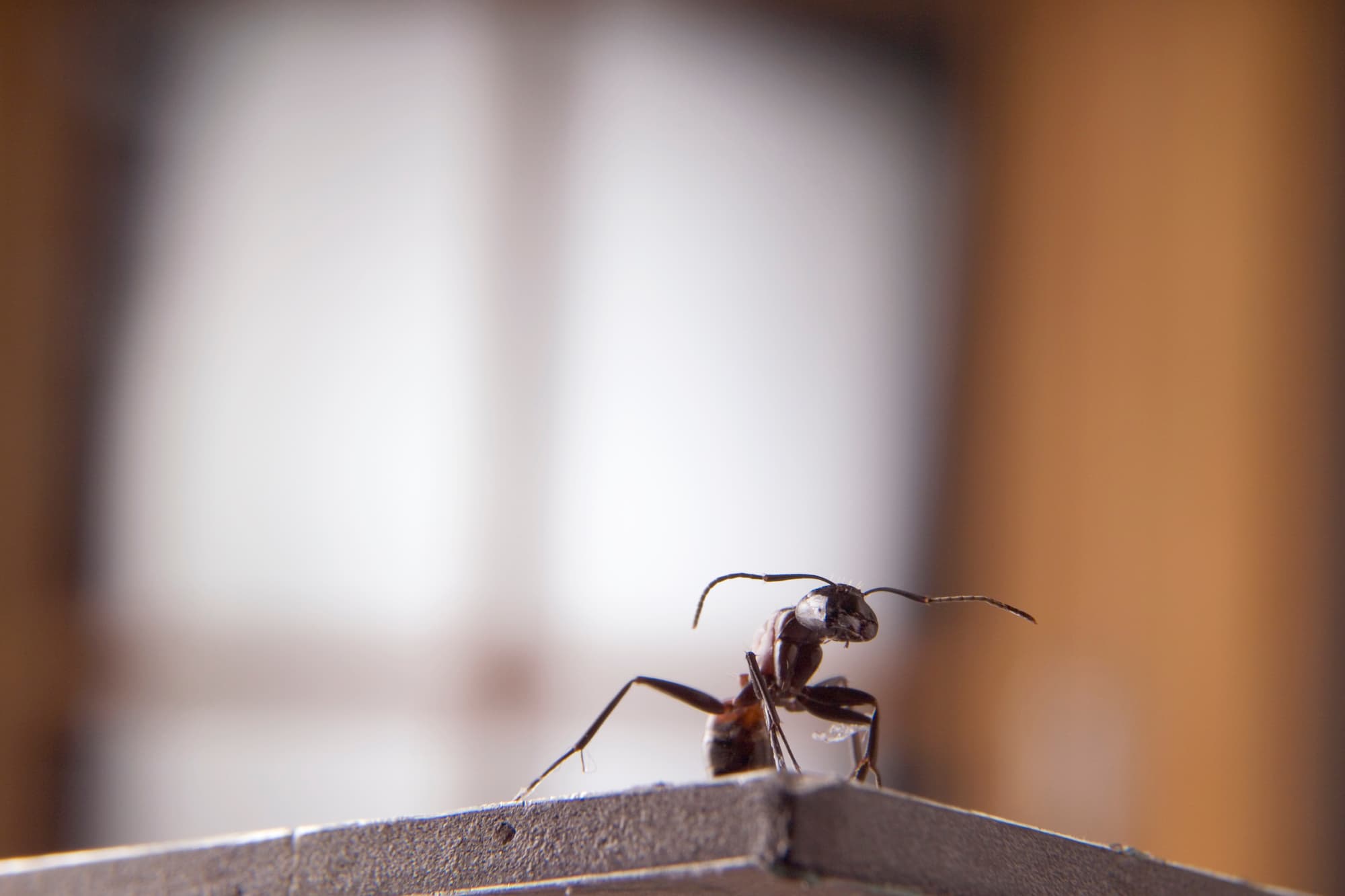 アリが道に迷わない2つの能力とは プチペディア で迫る 昆虫 植物 動物のヒミツ アマナとひらく 自然 科学 のトビラ Nature Science