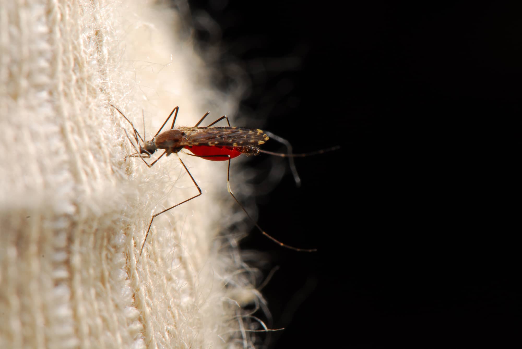 マラリアは、マラリア原虫を持ったハマダラカ属のカに刺されることで感染する ©︎KAZUO UNNO/SEBUN PHOTO /amanaimages