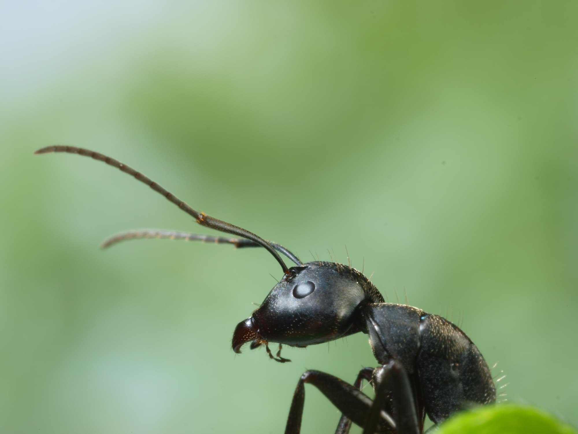 アリが道に迷わない2つの能力とは プチペディア で迫る 昆虫 植物 動物のヒミツ アマナとひらく 自然 科学 のトビラ Nature Science