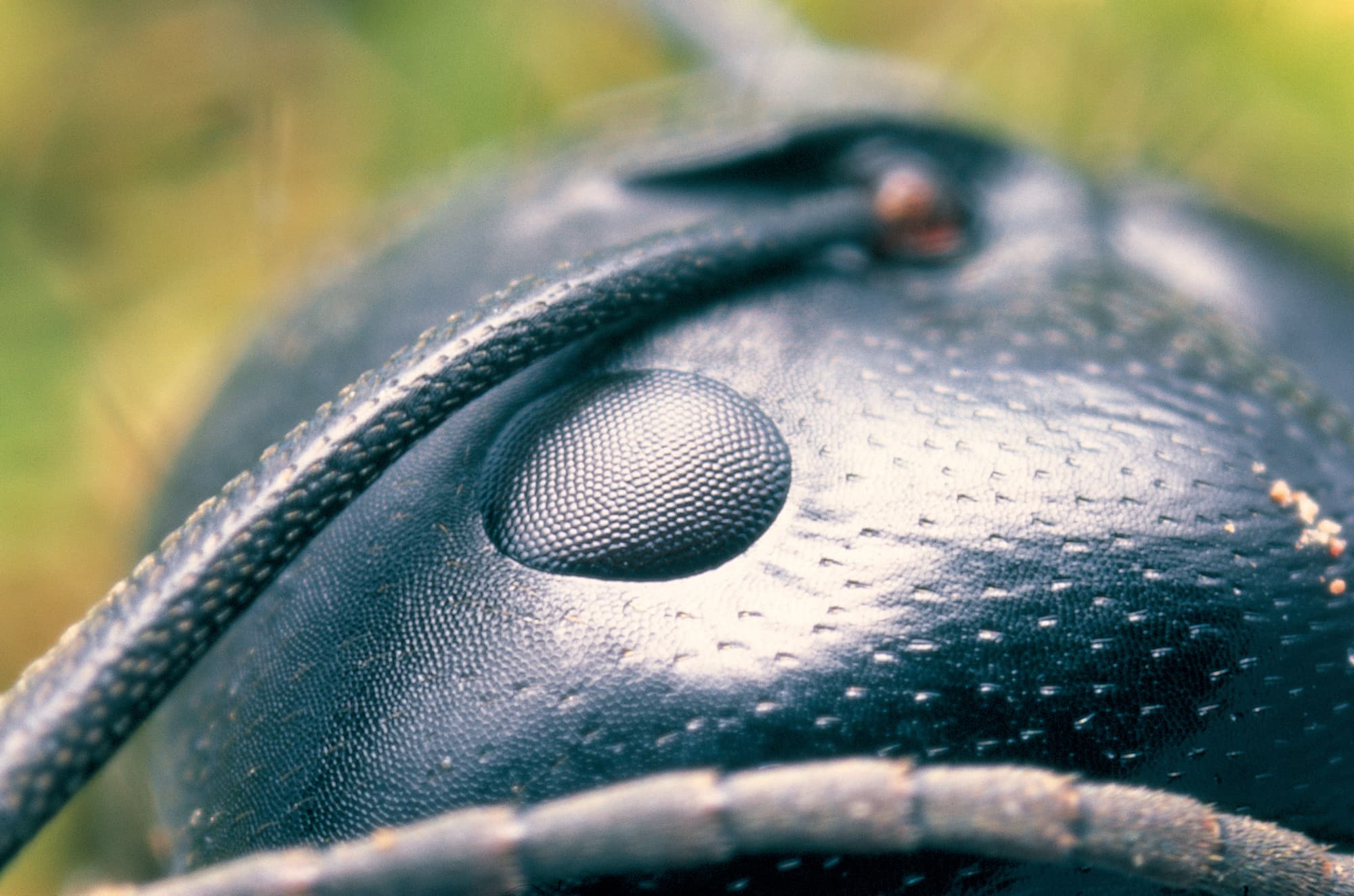 クロオオアリの複眼 ©kuribayashi satoshi /Nature Production /amanaimages