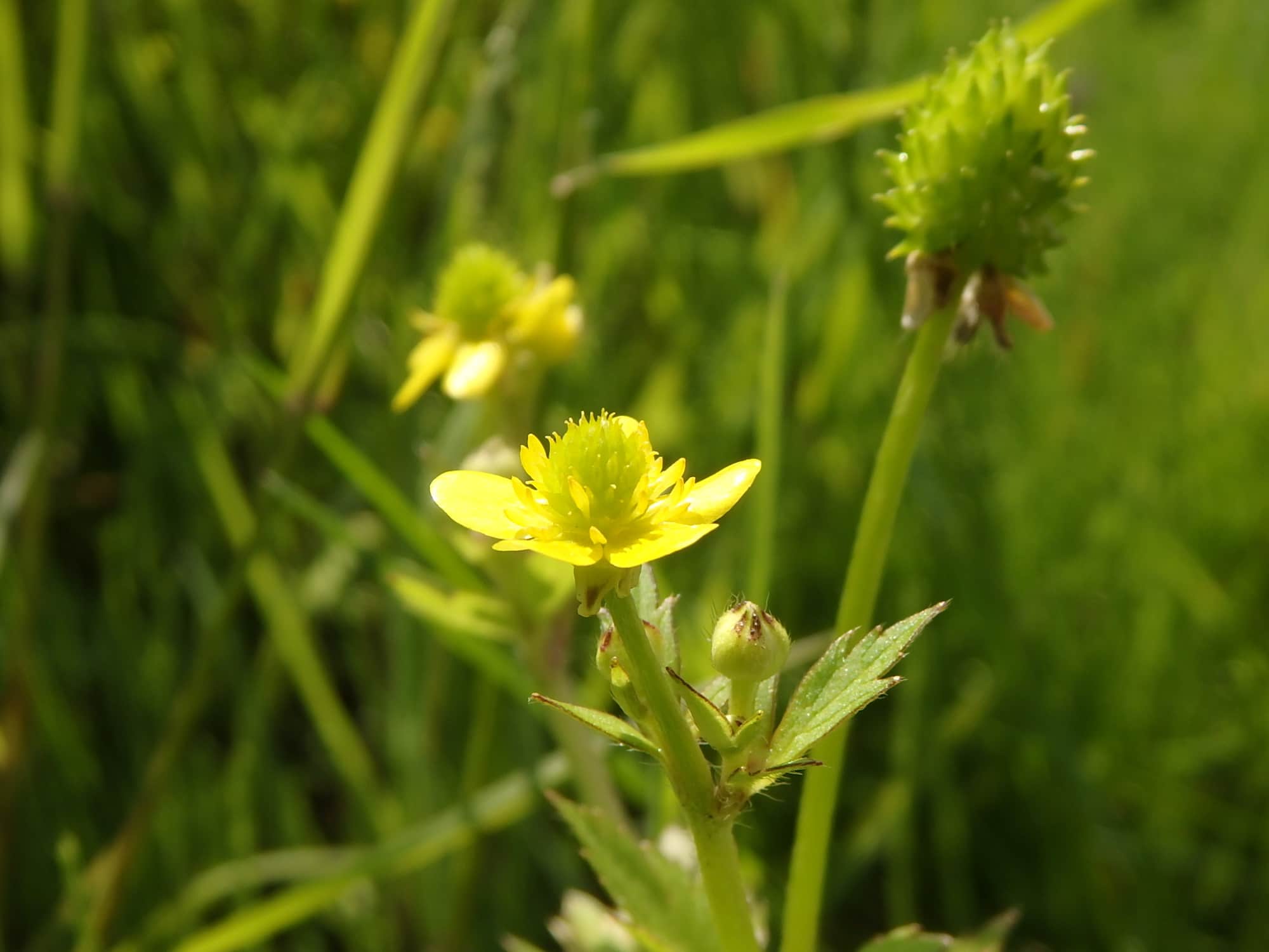 コンペイトウのような実が特徴のキツネノボタン。鎌倉でも、田んぼのあぜなどに自生する