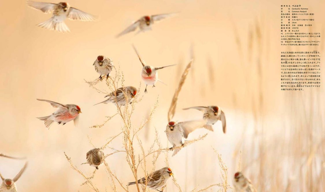 『日本の美しい色の鳥』上田恵介　監修、大橋 弘一　解説（エクスナレッジ）