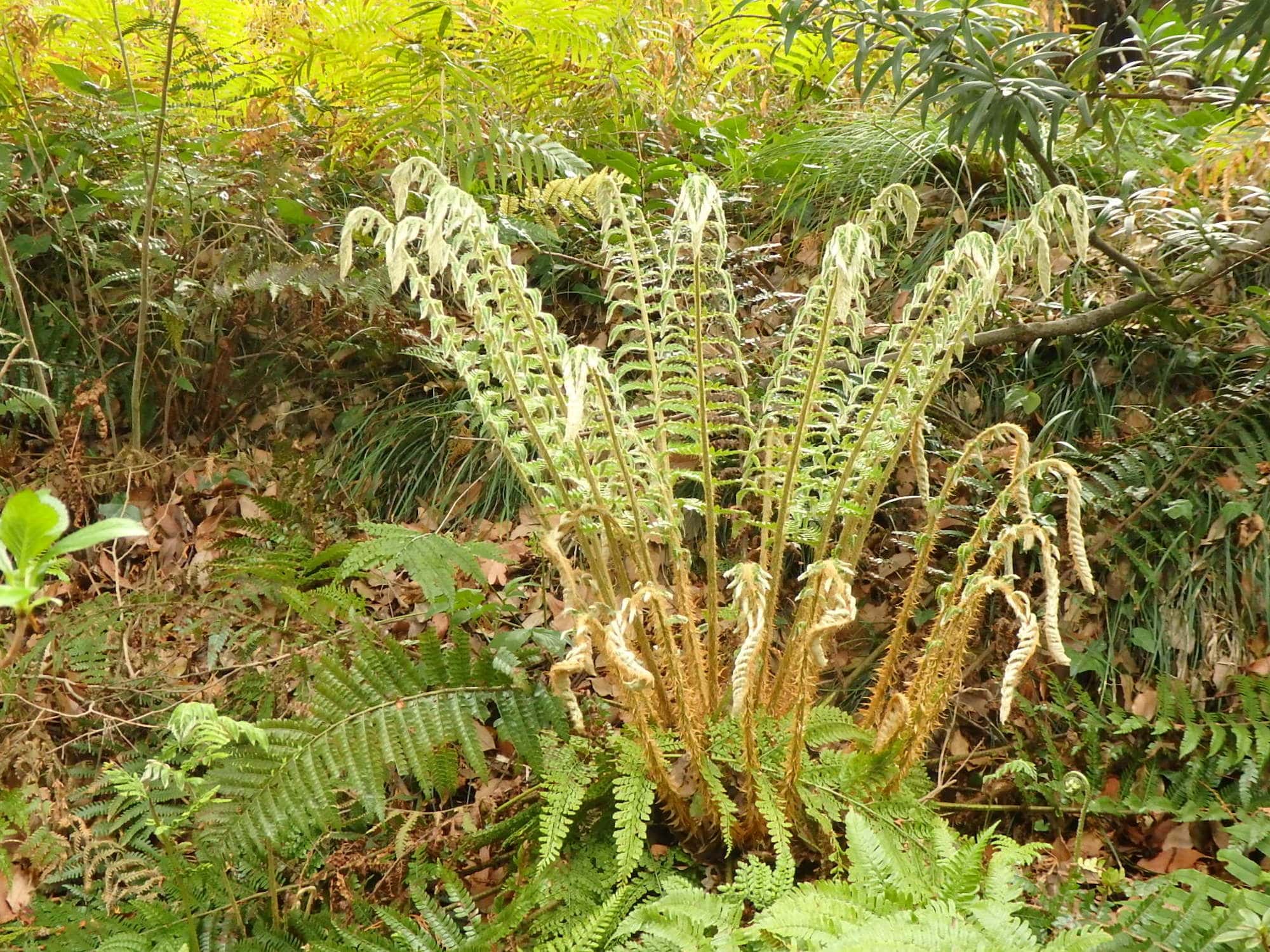 早春、毛におおわれた若芽を出す様がイノシシの手のように見える「イノデ」。鎌倉でよく見られるシダの仲間