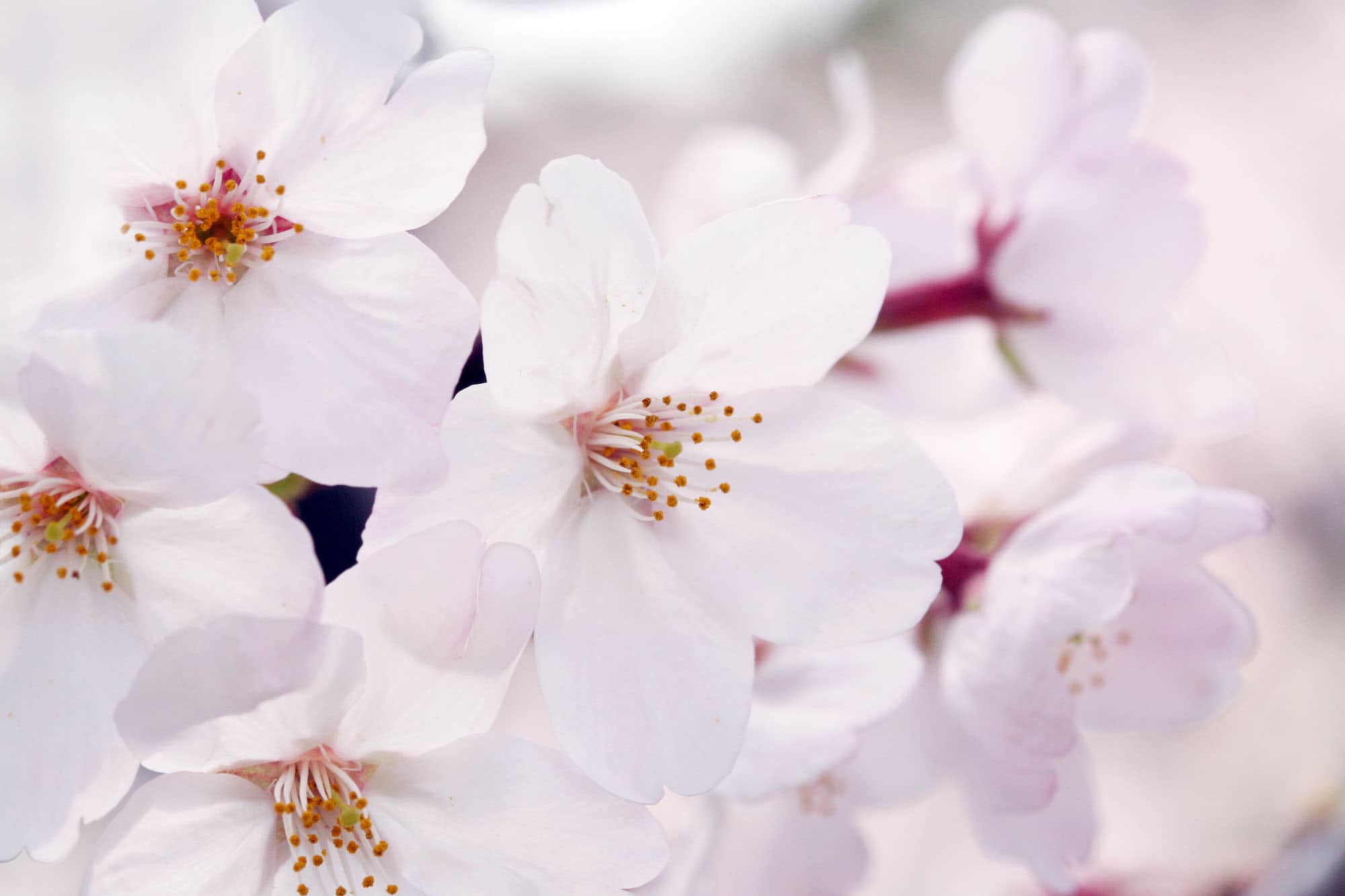 鎌倉山のソメイヨシノ。葉が出る前に花が咲くのが特徴