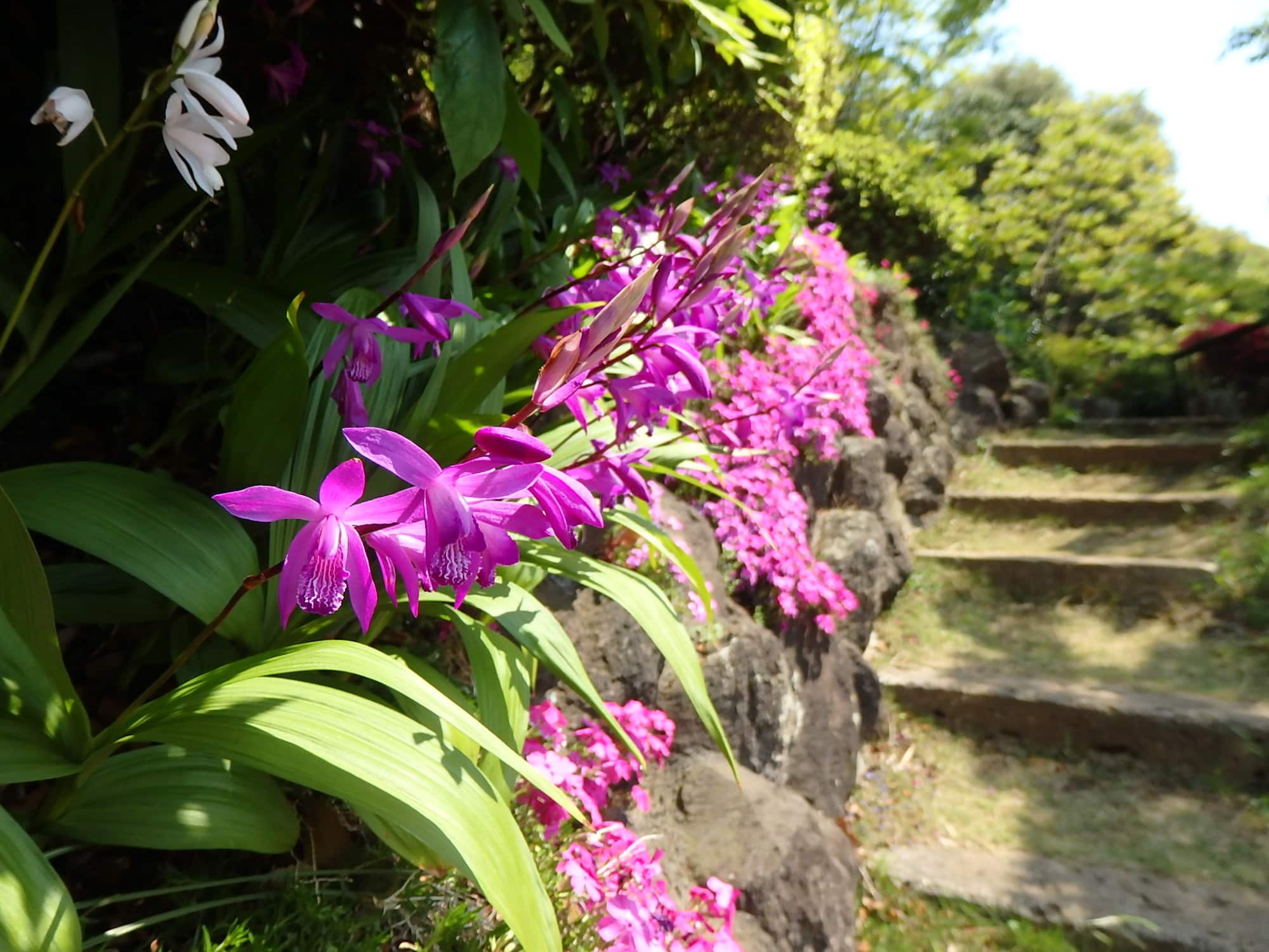 足元を紅色に彩るシランの花