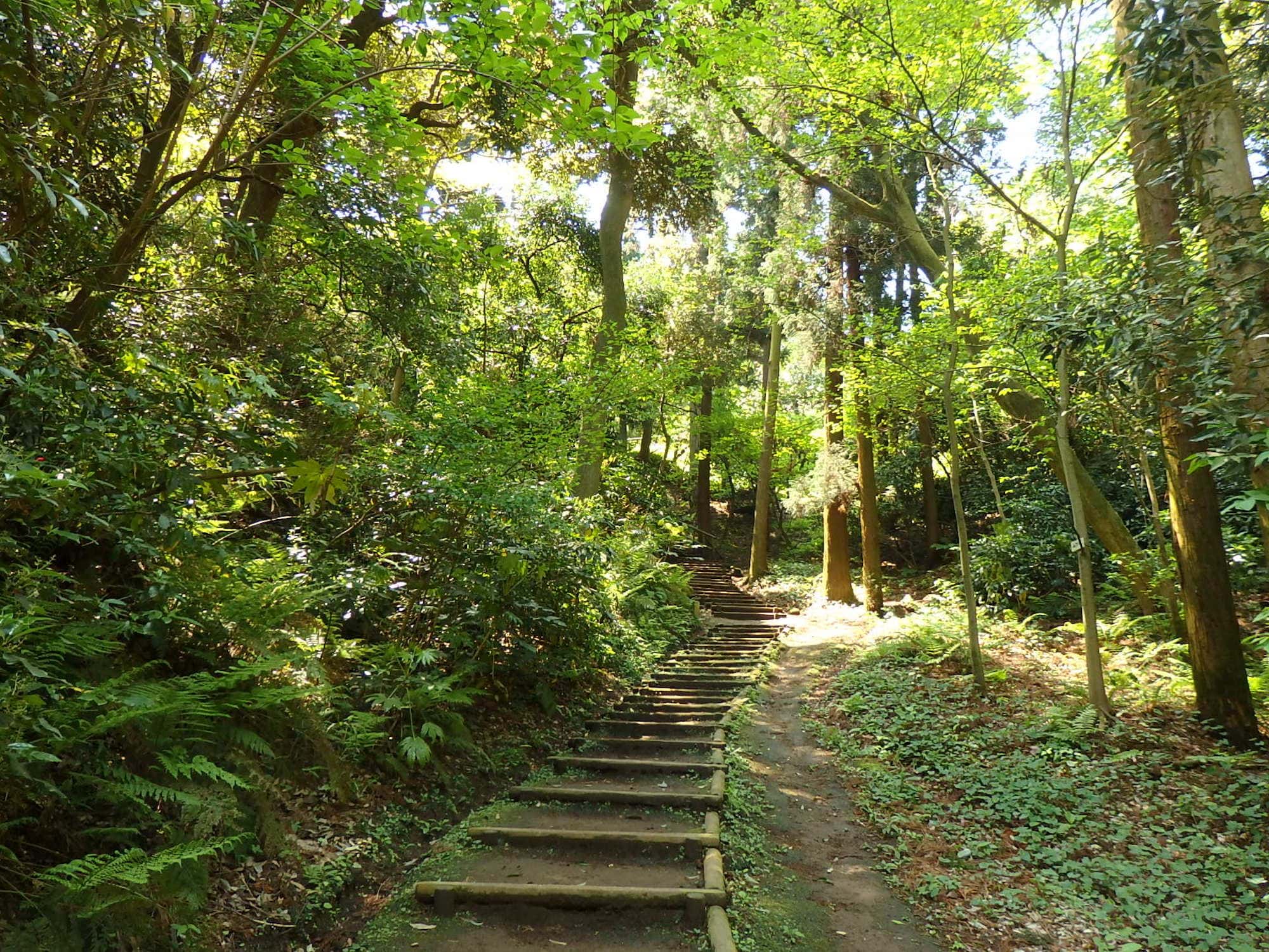 谷戸底へ降りてくるにつれ日陰がちとなり、薄暗く湿った場所に生えるシダ植物などが見られる「森のさんぽみち」