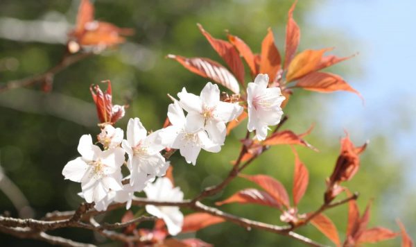 花と自然の鎌倉さんぽ「4月 卯月」