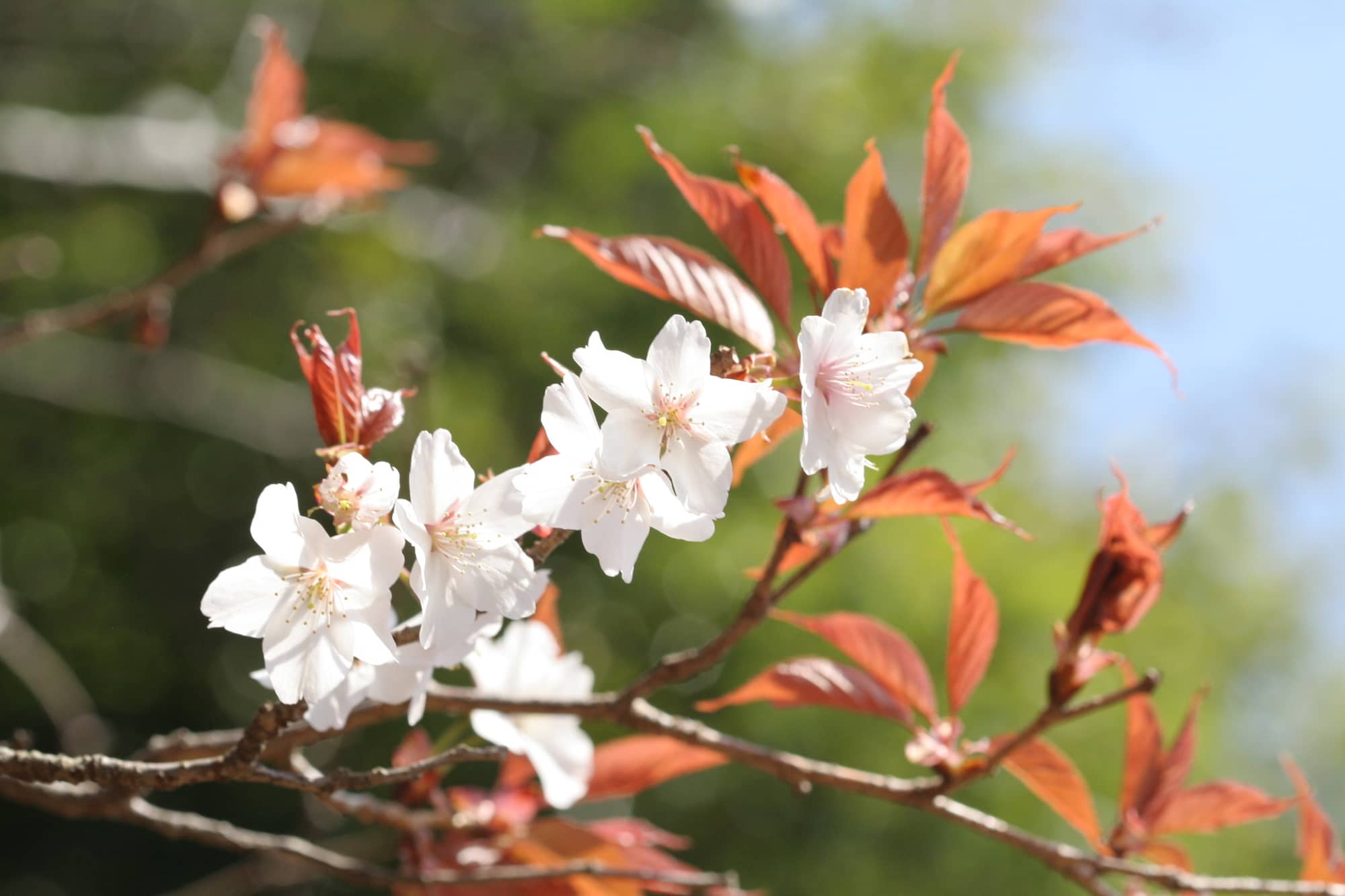 ヤマザクラにツツジ 里の情景を思いながら 花と自然の鎌倉さんぽ 4月 卯月 編 アマナとひらく 自然 科学 のトビラ Nature Science