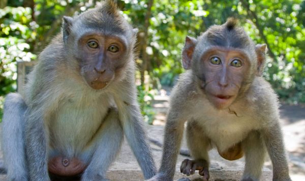 野生の動物は、どんな病気になる？