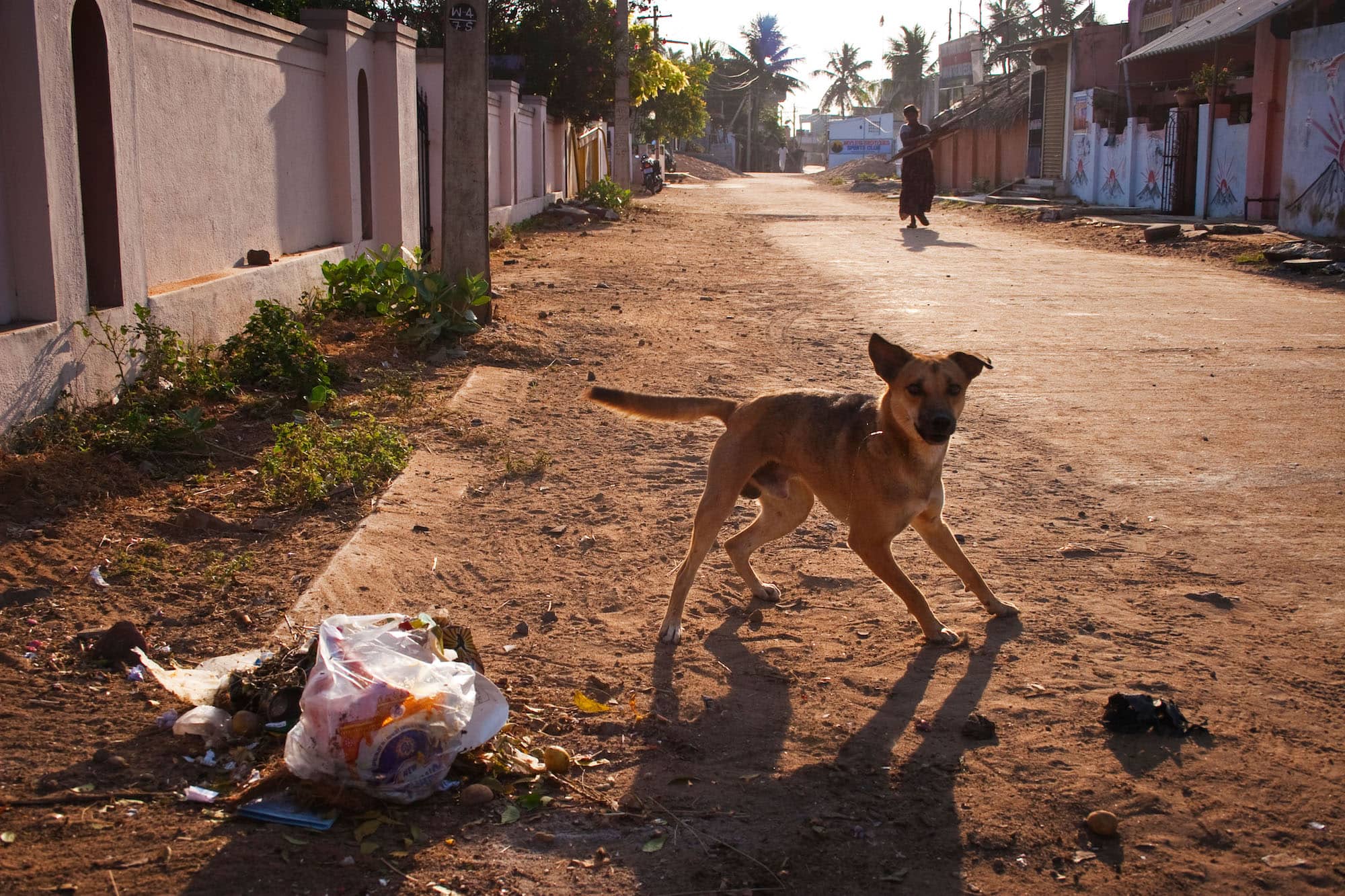 狂犬病が蔓延している国はまだまだ多い。海外旅行先では注意が必要だ ©︎Chris Robbins / Alamy /amanaimages