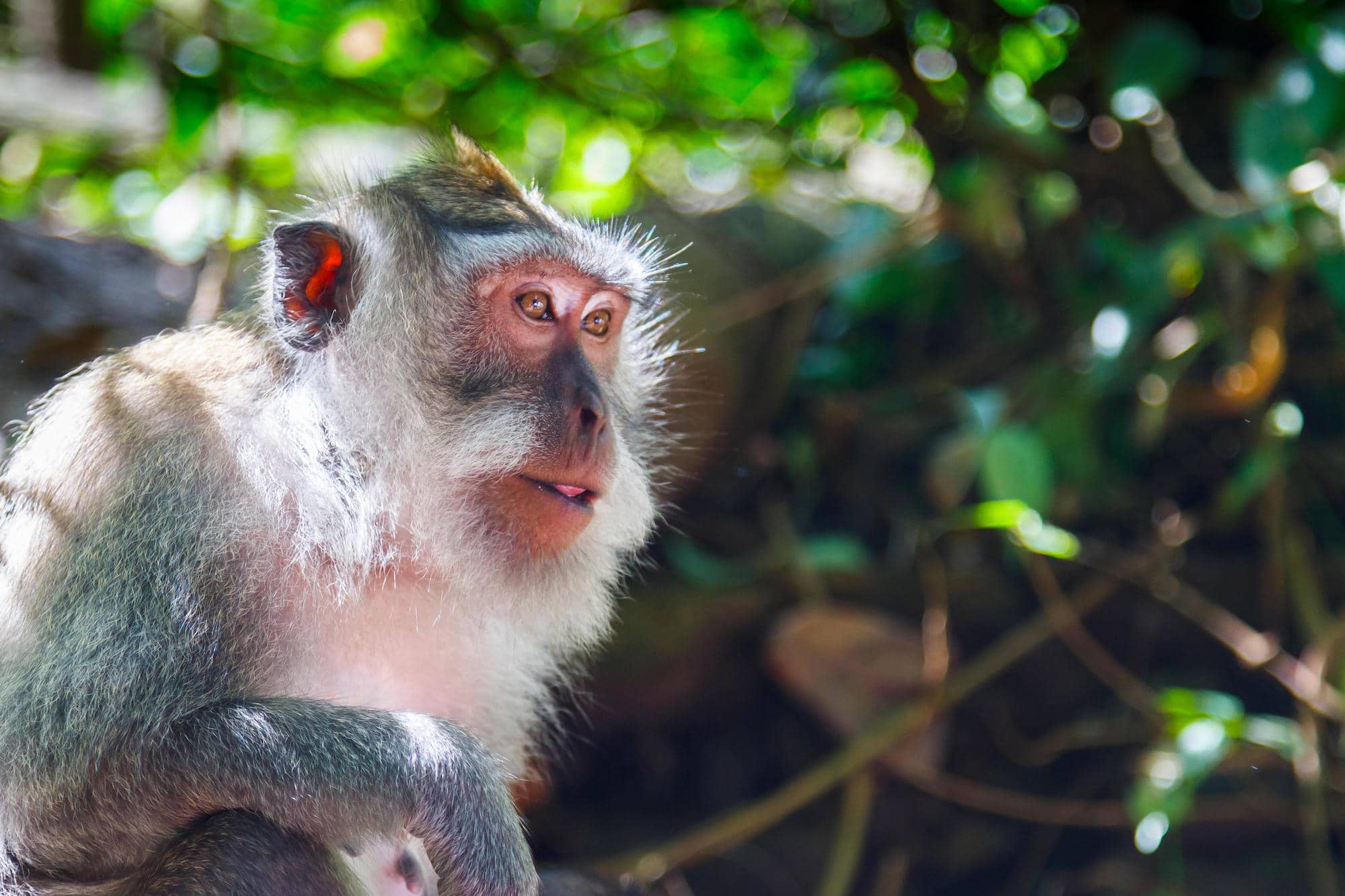 東南アジアに生息するカニクイザル。サルマラリアの宿主となる ©︎MIKEL BILBAO GOROSTIAGA- NATURE &amp; LANDSCAPES / Alamy /amanaimages