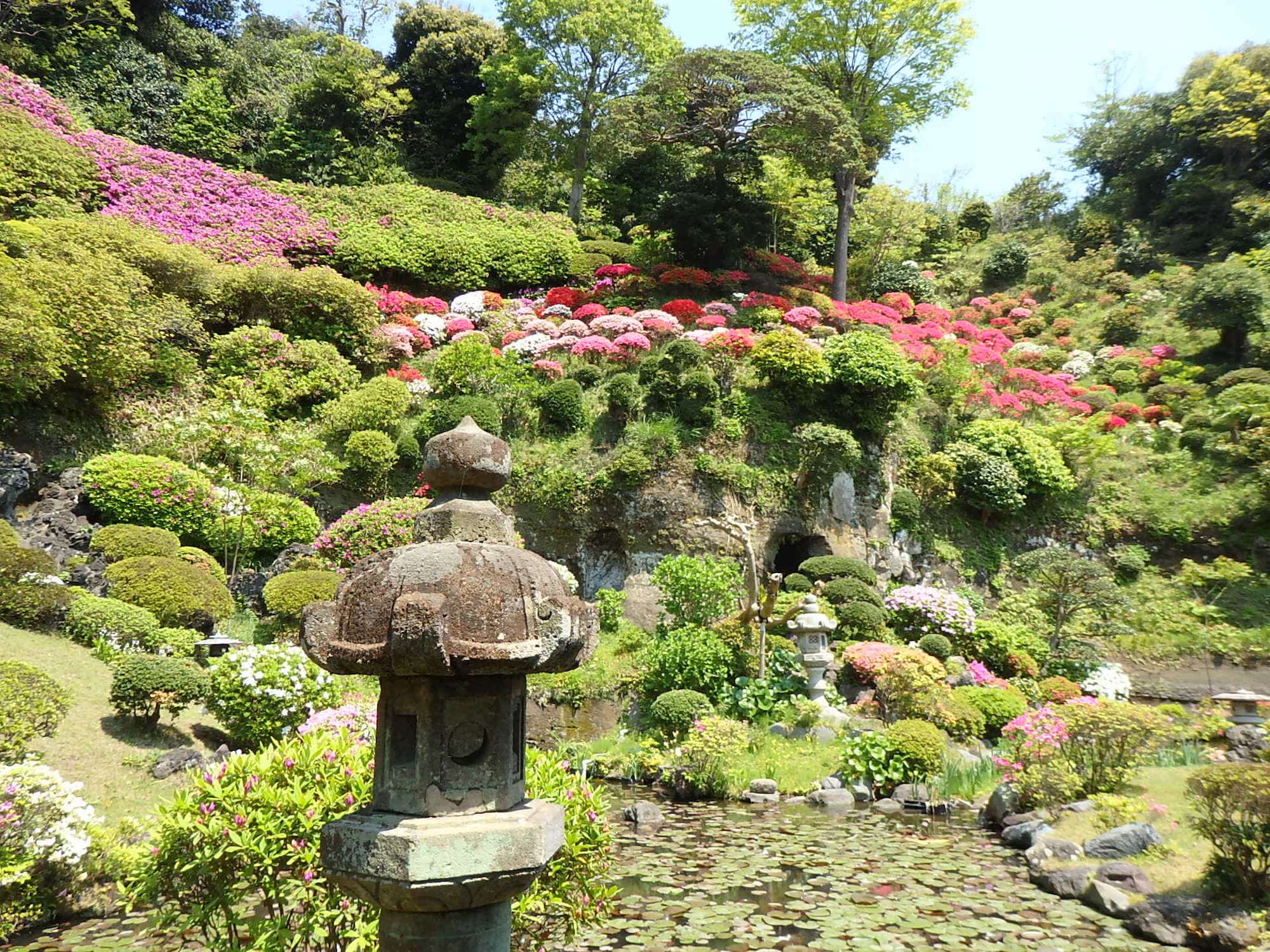 ツツジ咲く斜面のふもとの庭園の池。モリアオガエルの合唱が響いていることも