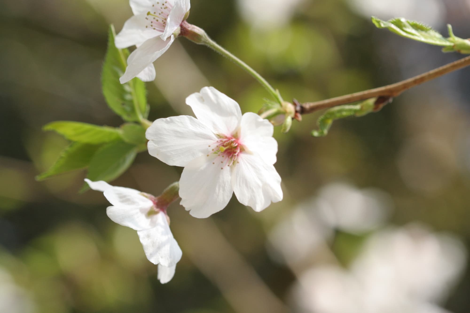 ヤマザクラにツツジ。里の情景を思いながら 花と自然の鎌倉さんぽ「4月