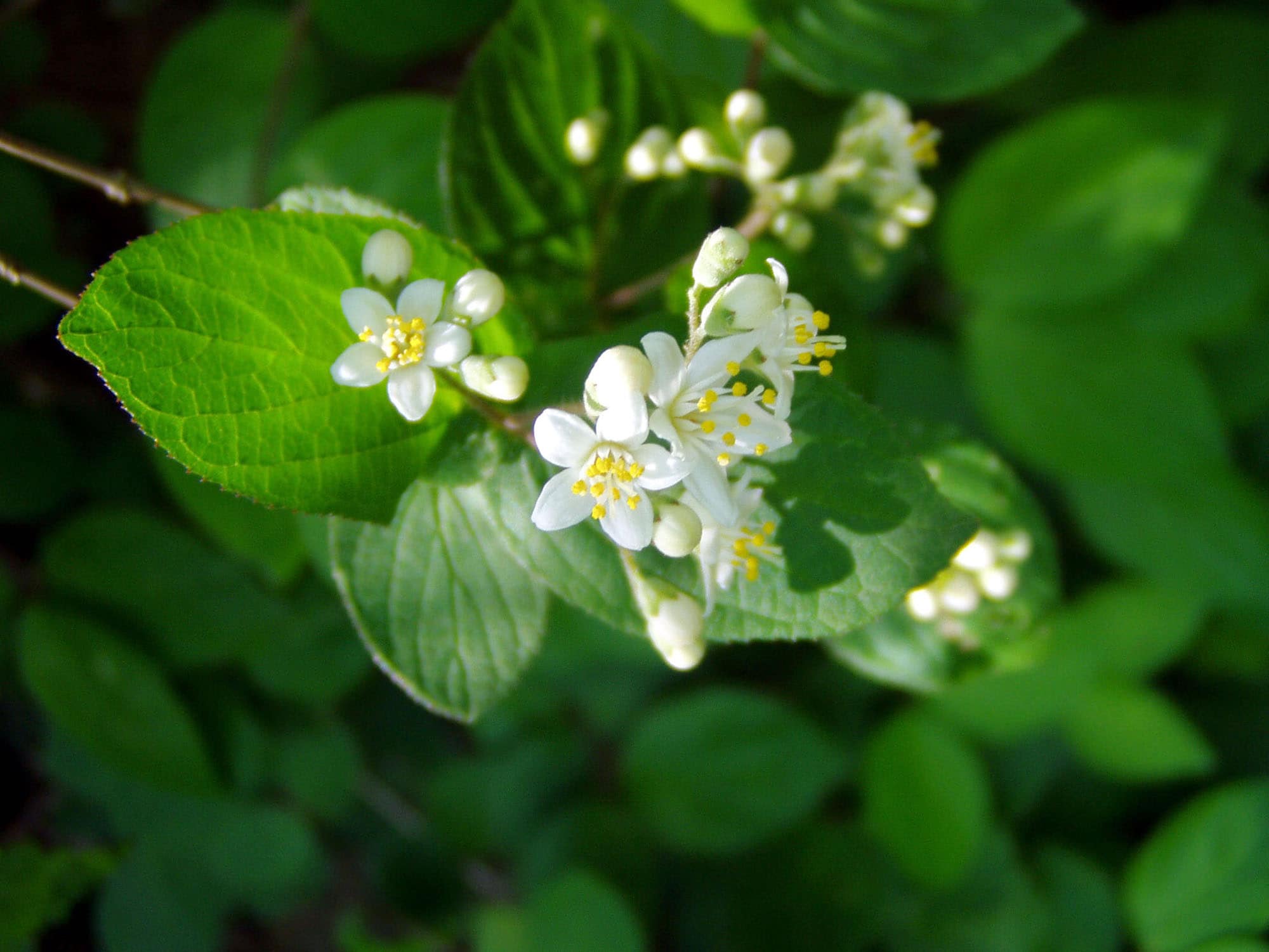 鎌倉では多く見られるマルバウツギ。卯の花とも呼ばれるウツギの仲間