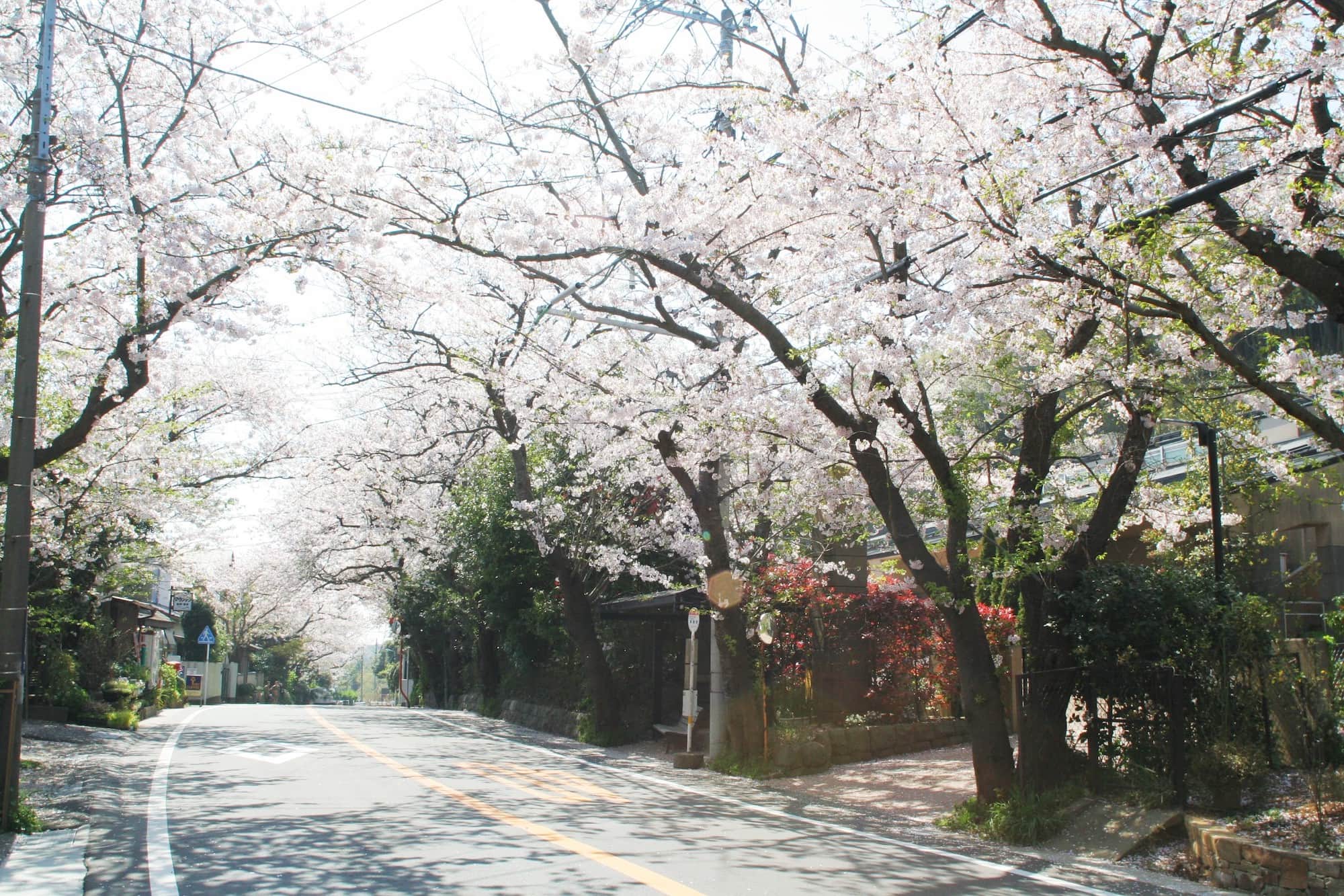鎌倉市の植生 古都鎌倉の緑の環境創造と歴史的景観保護のための