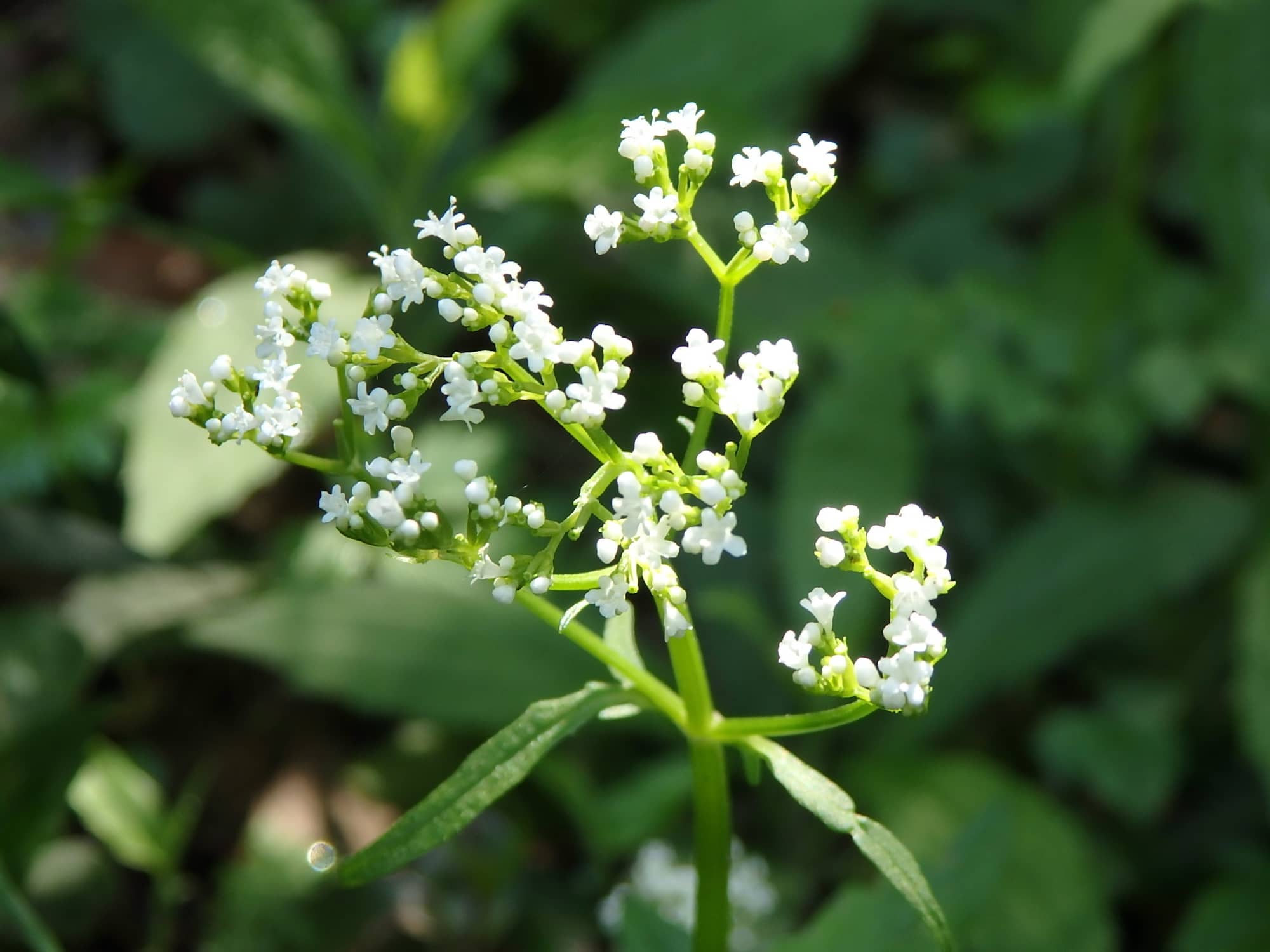 しっとりとした山道の道端などで見られるツルカノコソウ。小さな花が集まって咲く様子を、小鹿の背中の白い点に見立ててこの名がついたそう