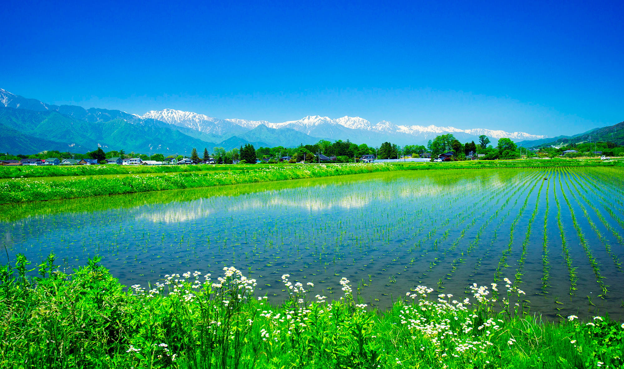 春を告げる風景 雪形 アマナとひらく 自然 科学 のトビラ Nature Science