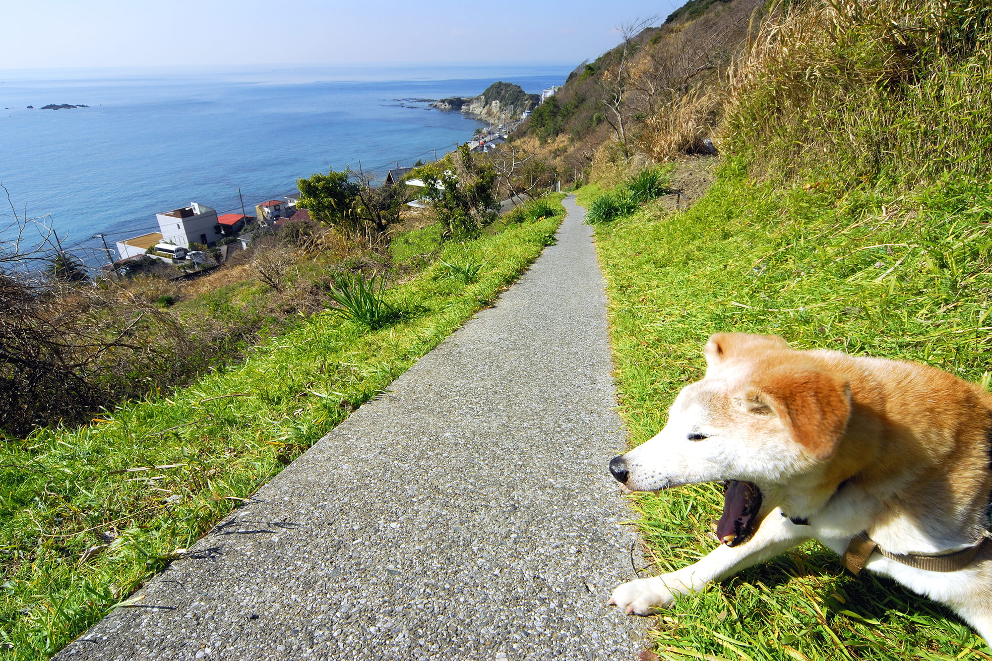 愛犬記 ダーウィンに連なる犬を愛する系譜 アマナとひらく 自然 科学 のトビラ Nature Science