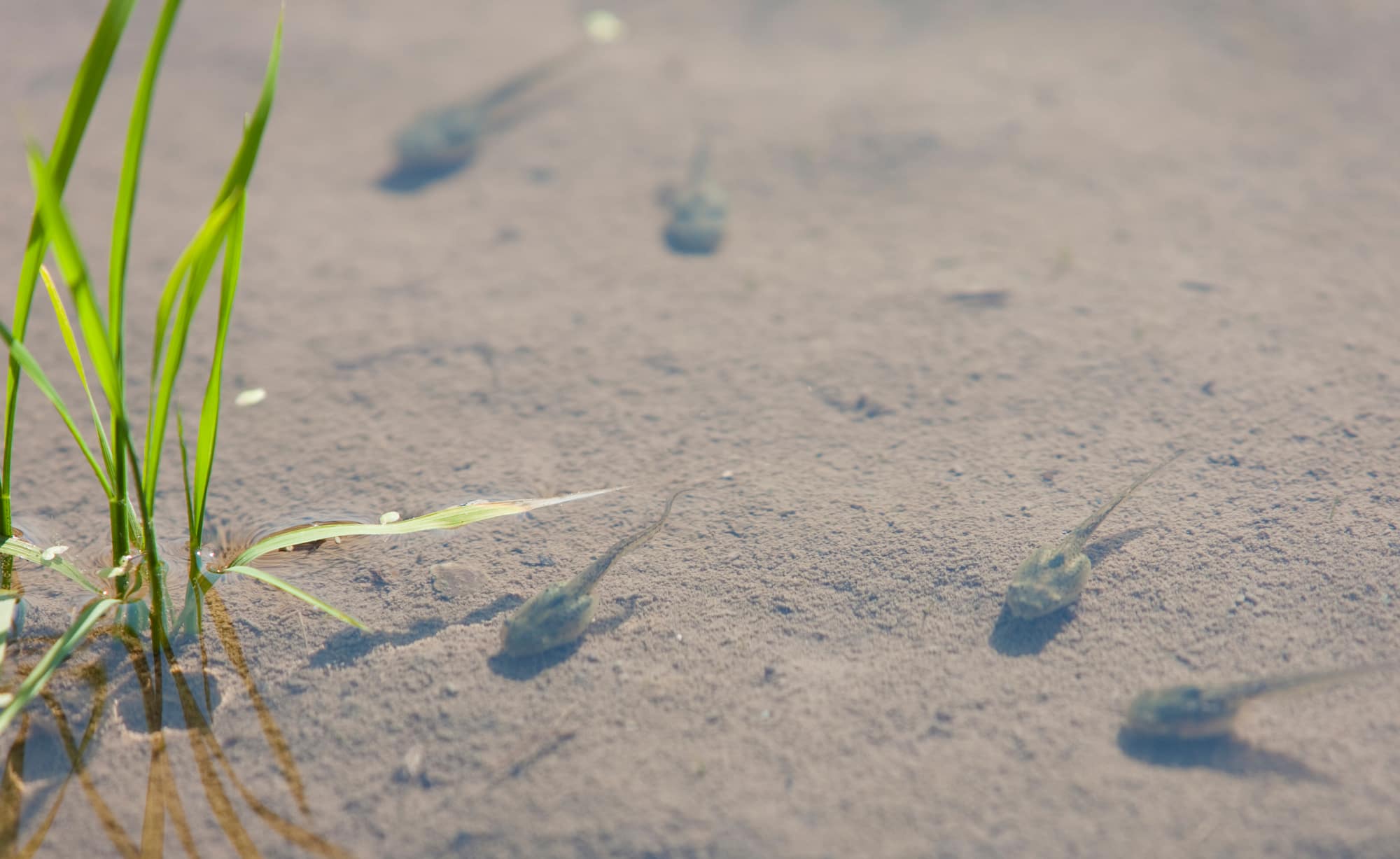 水田のオタマジャクシ。カエルの幼生であるオタマジャクシは水田で非常によく見かける生物。幼生であるオタマジャクシは水中の豊富なプランクトンを食べ、成体は水田にやってくる虫などを食べる ©AID /amanaimages