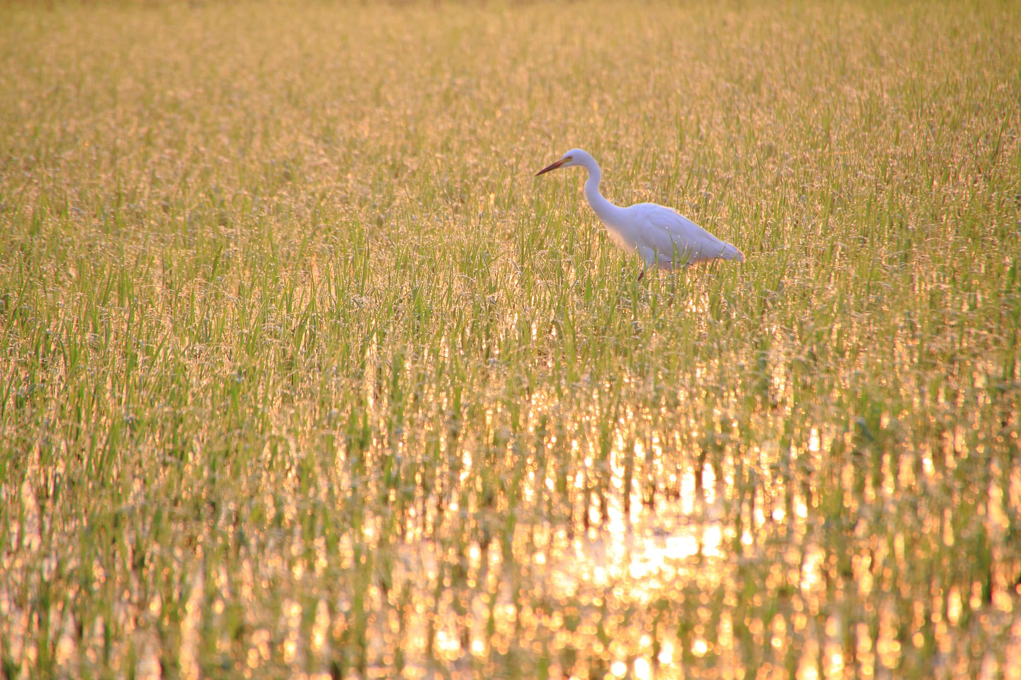 水田を歩くサギの仲間。水田に生息するさまざまな生物たちを求めて、サギやヘビなどの捕食者も姿を見せる。水田という場所で、数多くの生きものたちが「食べる」「食べられる」という関係で繋がっている。このような生物どうしの繋がりを「食物網（食物連鎖）」と呼ぶ ©imageeye/a.collectionRF /amanaimages