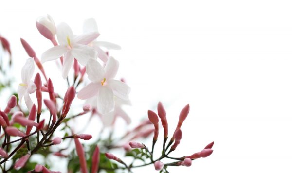 花にいろいろな 色や形がある理由