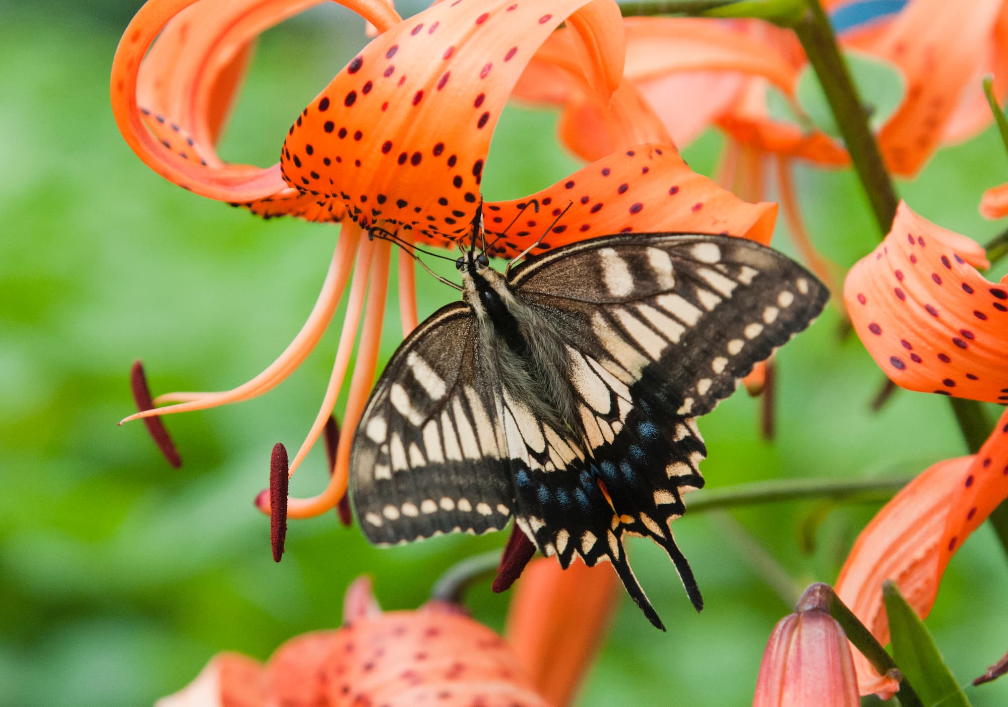 花にいろいろな色や形がある理由 プチペディア で迫る 昆虫 植物 動物のヒミツ アマナとひらく 自然 科学 のトビラ Nature Science