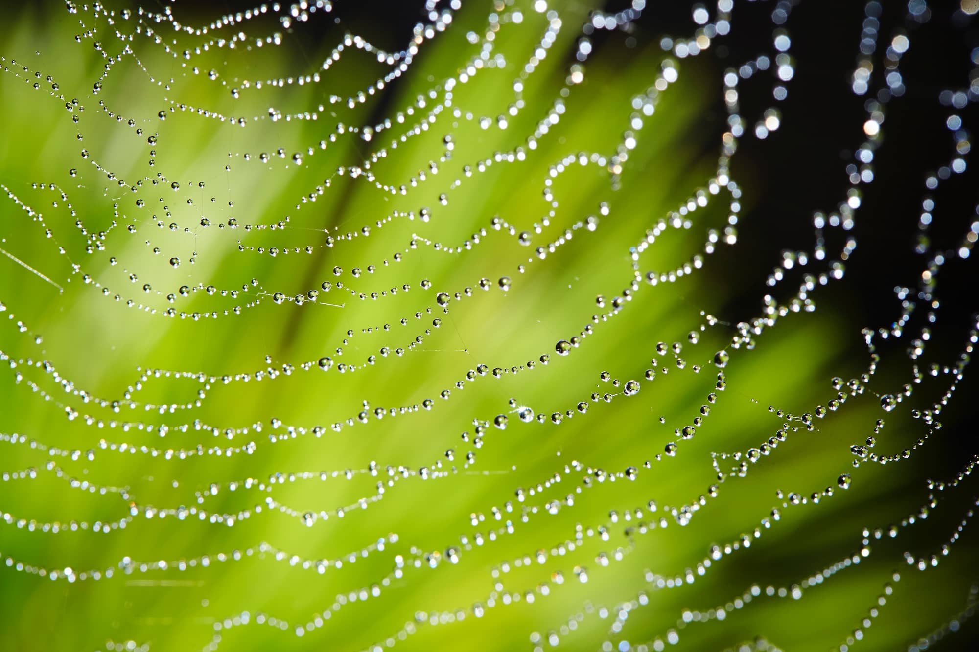 ©︎MANOIMAGES/a.collectionRF /amanaimages