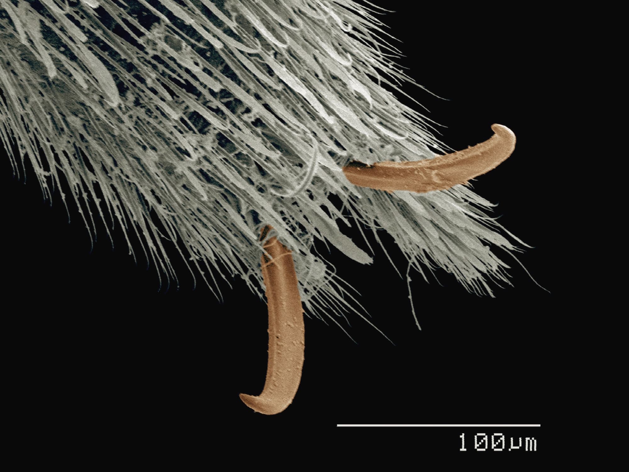 アメンボが水の上を移動できる仕組み プチペディア で迫る 昆虫 植物 動物のヒミツ アマナとひらく 自然 科学 のトビラ Nature Science