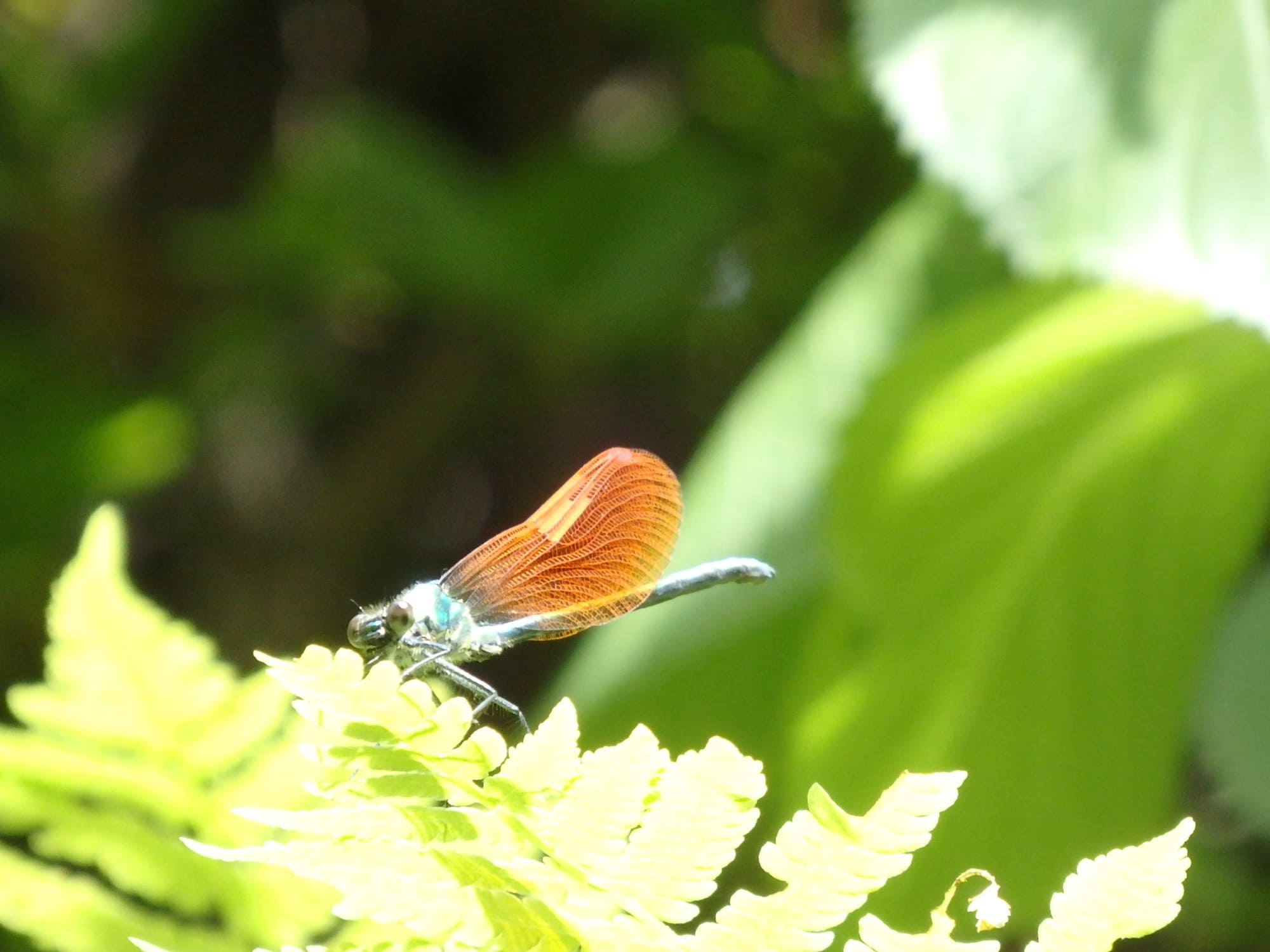 カワトンボ。トンボ目カワトンボ科。谷戸あいの小川のそばなどでよく見られる。平地や丘陵地の中流域・緩やかな流れの清流に生息する