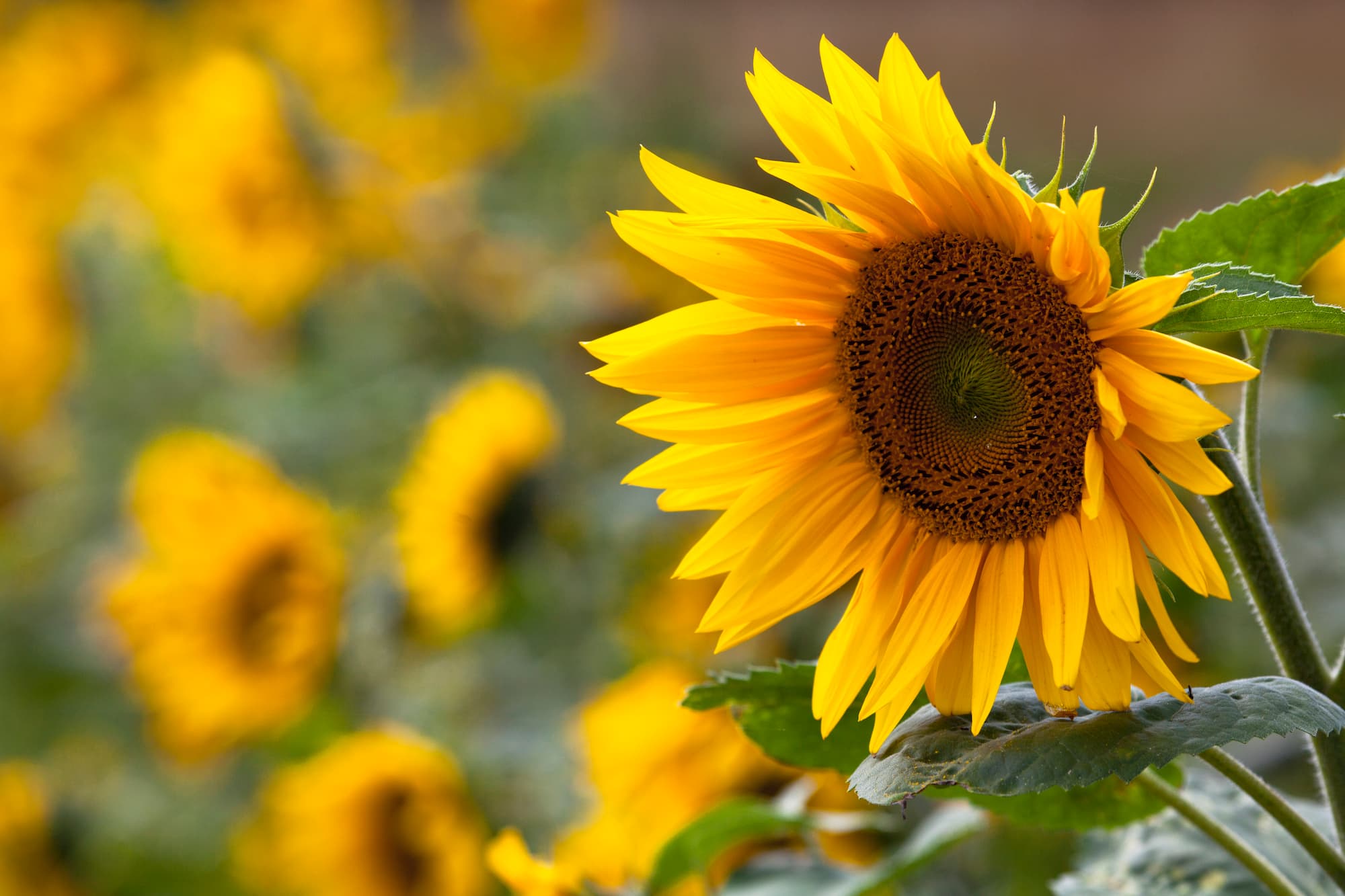 ©︎LOOP IMAGES/amanaimages