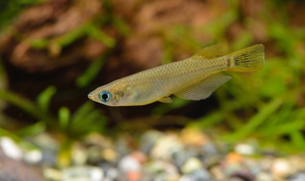どこにいった？ 水田の生きものたち