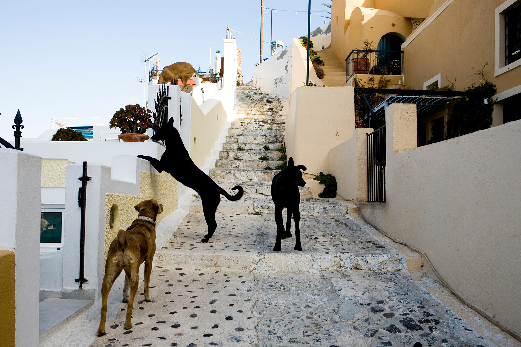 ソワソワと路地を散策（ギリシャ・サントリーニ島） ©️JUNKO TAKAHASHI/SEBUN PHOTO /amanaimages