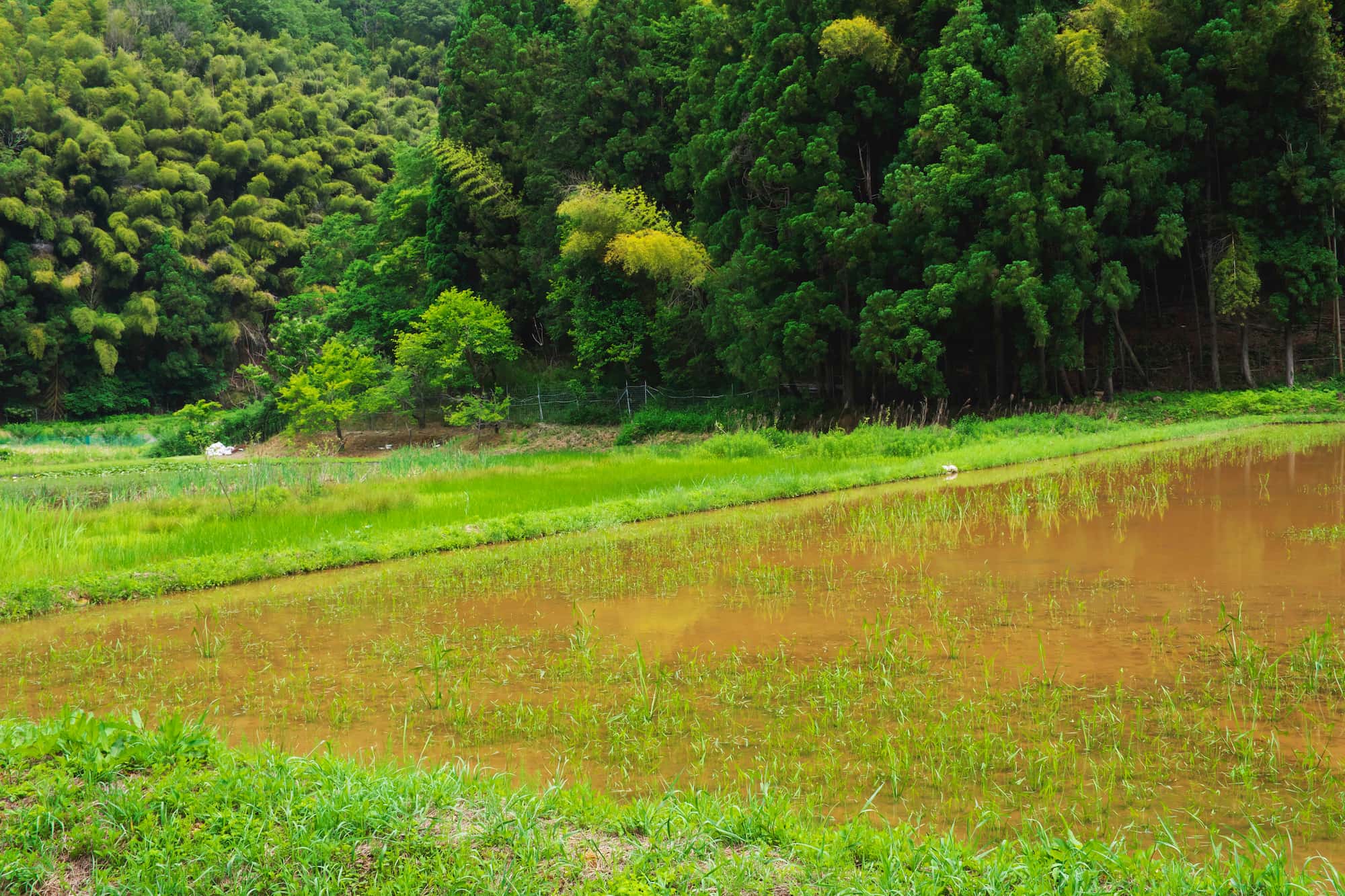 兵庫・豊岡市の水田ビオトープ。豊岡市では、一度は絶滅した野生コウノトリを復活させるための取り組みが行われている。コウノトリは魚やカエル、水生昆虫などを餌としており、水田は絶好の餌場となる ©MASAAKI TANAKA/SEBUN PHOTO /amanaimages