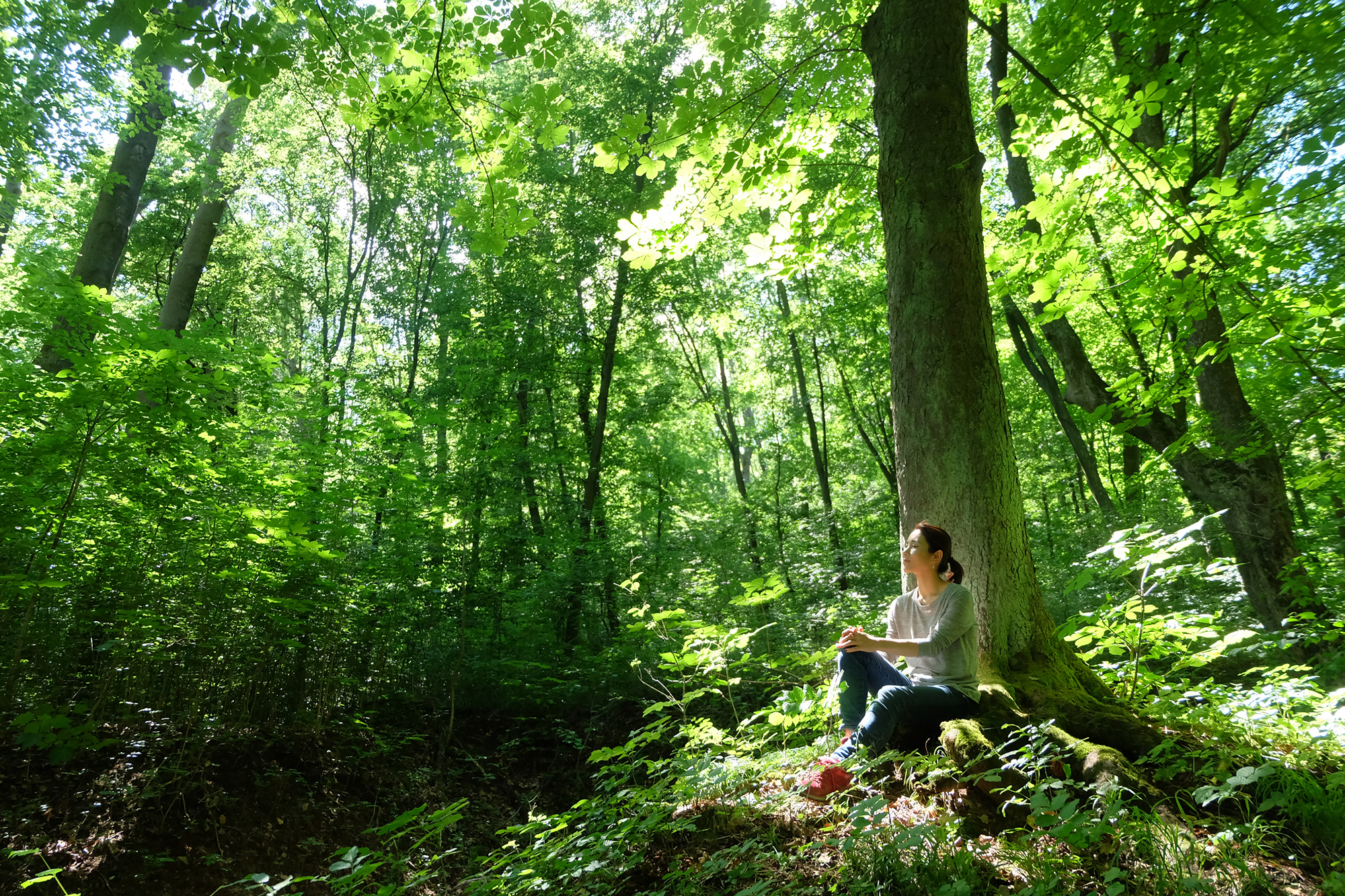 心をひらく森林浴 森に癒され 森に学ぶ アマナとひらく 自然 科学 のトビラ Nature Science