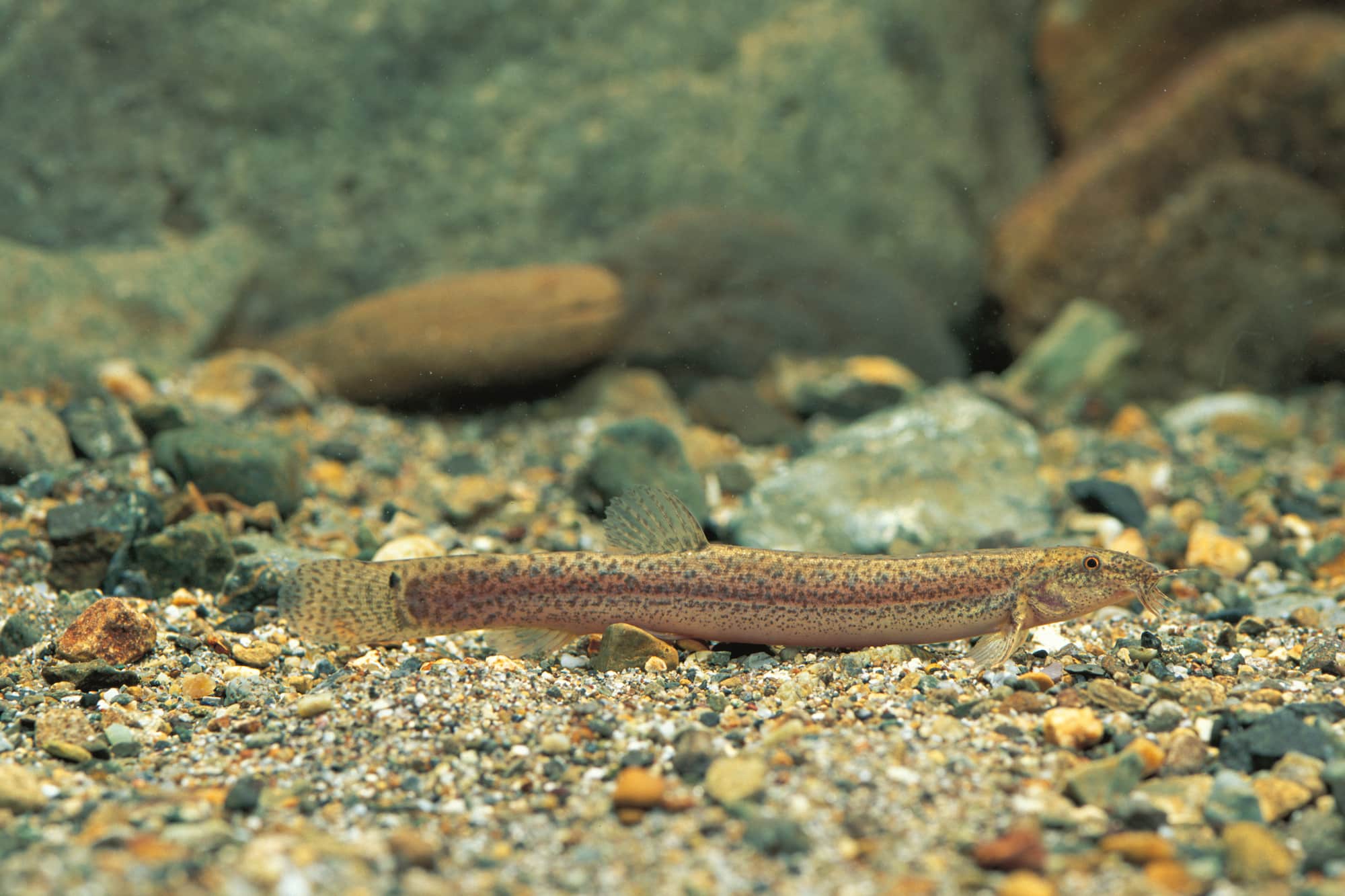 マドジョウ。日本には、マドジョウ、シマドジョウ、ホトケドジョウなど、さまざまなドジョウの仲間が生息している。水田でよく見かけるのはマドジョウで、水路などを通って水田に入ってくる。おもに底生の藻類を食べるほか、小さな水生昆虫やミジンコ、イトミミズなどを餌とする。水田は餌場や産卵場所となる。落ち葉の下や泥の中にもぐって越冬する ©uchiyama ryu/Nature Production /amanaimages