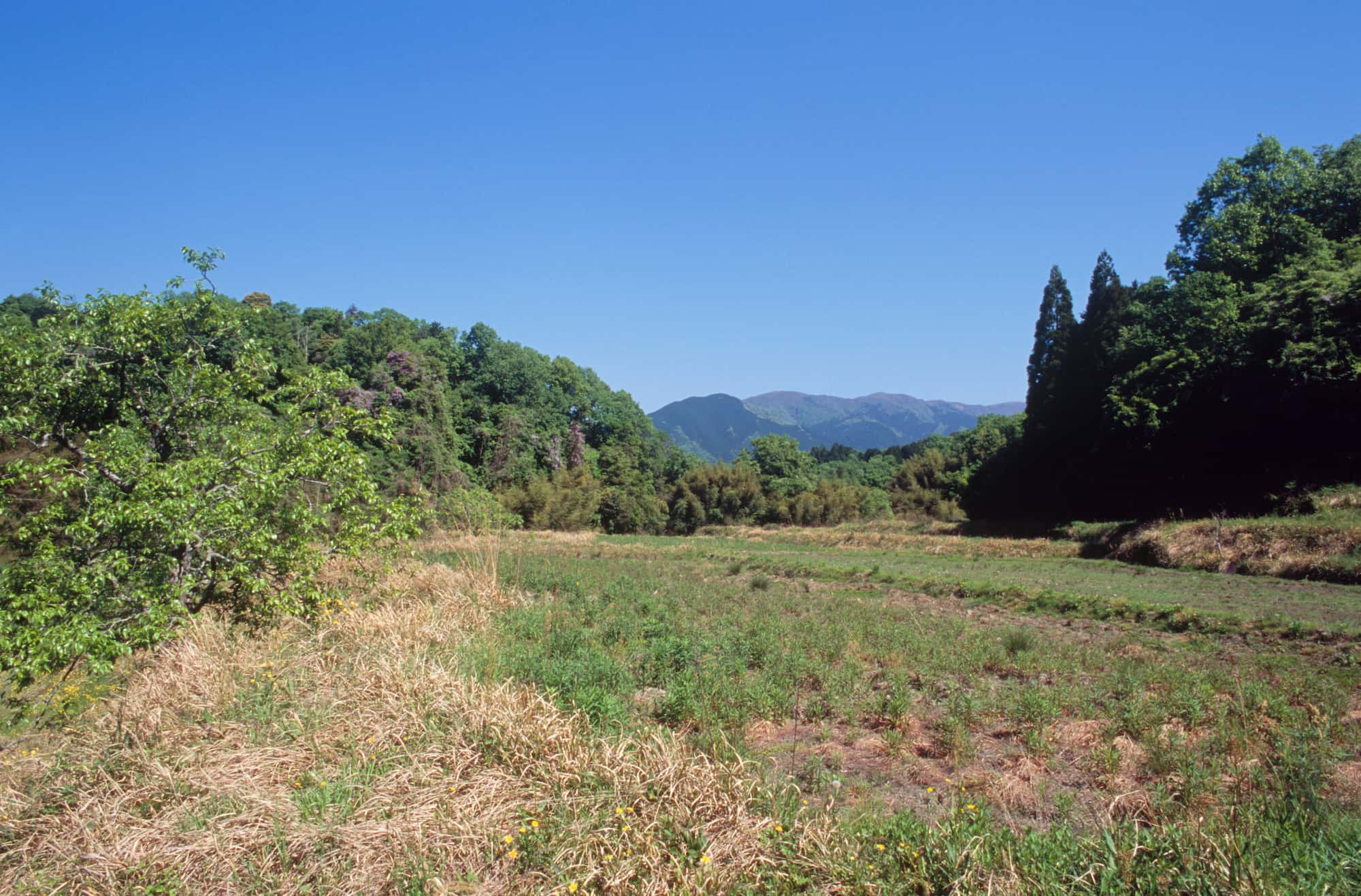 耕作放棄地（放棄田）の様子 ©seki shintaro/nature pro. /amanaimages