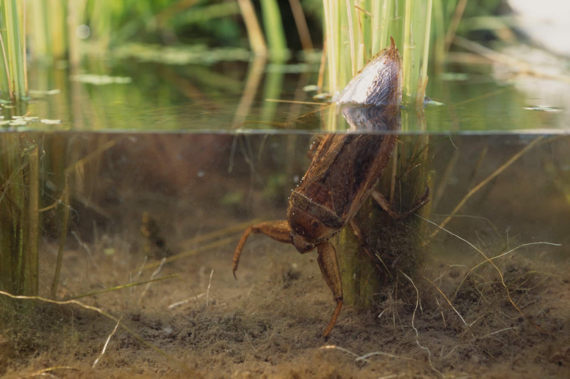 タガメ。タガメは日本最大の水生昆虫で、体長6cmにもなる。タガメも、水の流れが弱く植物の多い場所を好むため、水田は魅力的な場所といえる。メダカやカエル（幼生および成体）、ドジョウ、ヤゴなどを食べる ©MANABU/nature pro. /amanaimages