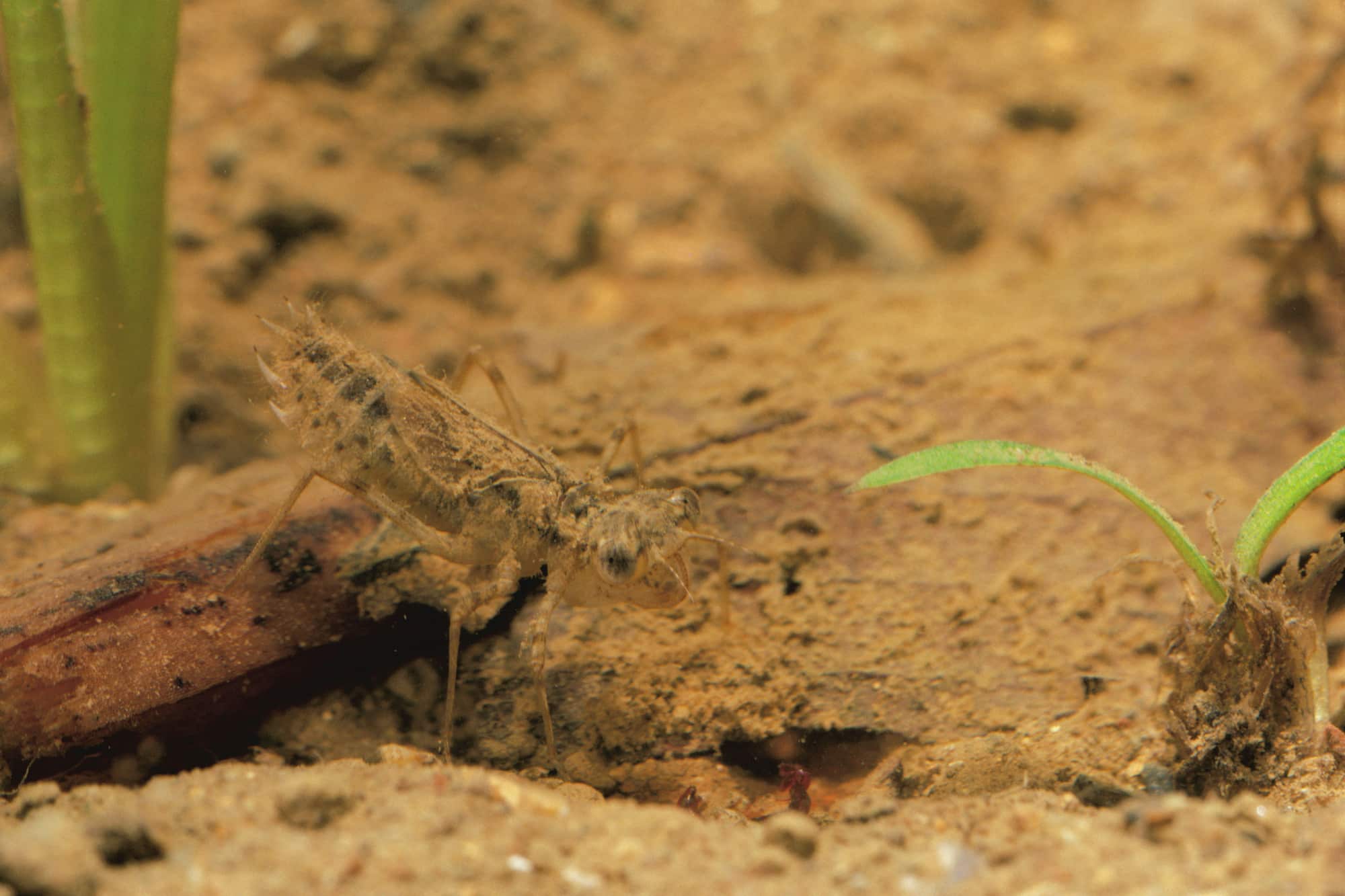 アキアカネのヤゴ。水田で水底を這うように生活し、ミジンコ、ボウフラなどの小さな水生生物やオタマジャクシなどを食べる。成虫になるまでおよそ3カ月を要する。成虫になったアキアカネは標高が高く涼しい山や高原で夏を過ごし、秋になると再び平地に降りてきて産卵する。卵の状態で冬を越し、春に水田に水が張られると卵が孵（かえ）る ©fujimaru atsuo/Nature Production /amanaimages