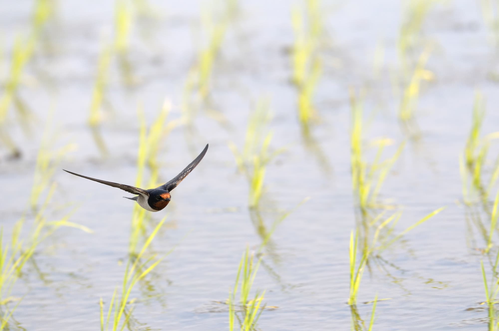 ツバメは、人や農作物に被害をもたらす虫をたくさん捕まえてくれる存在でもあり、農家から大変ありがたがられた ©︎matsuki hiroshi/Nature Production/amanaimages