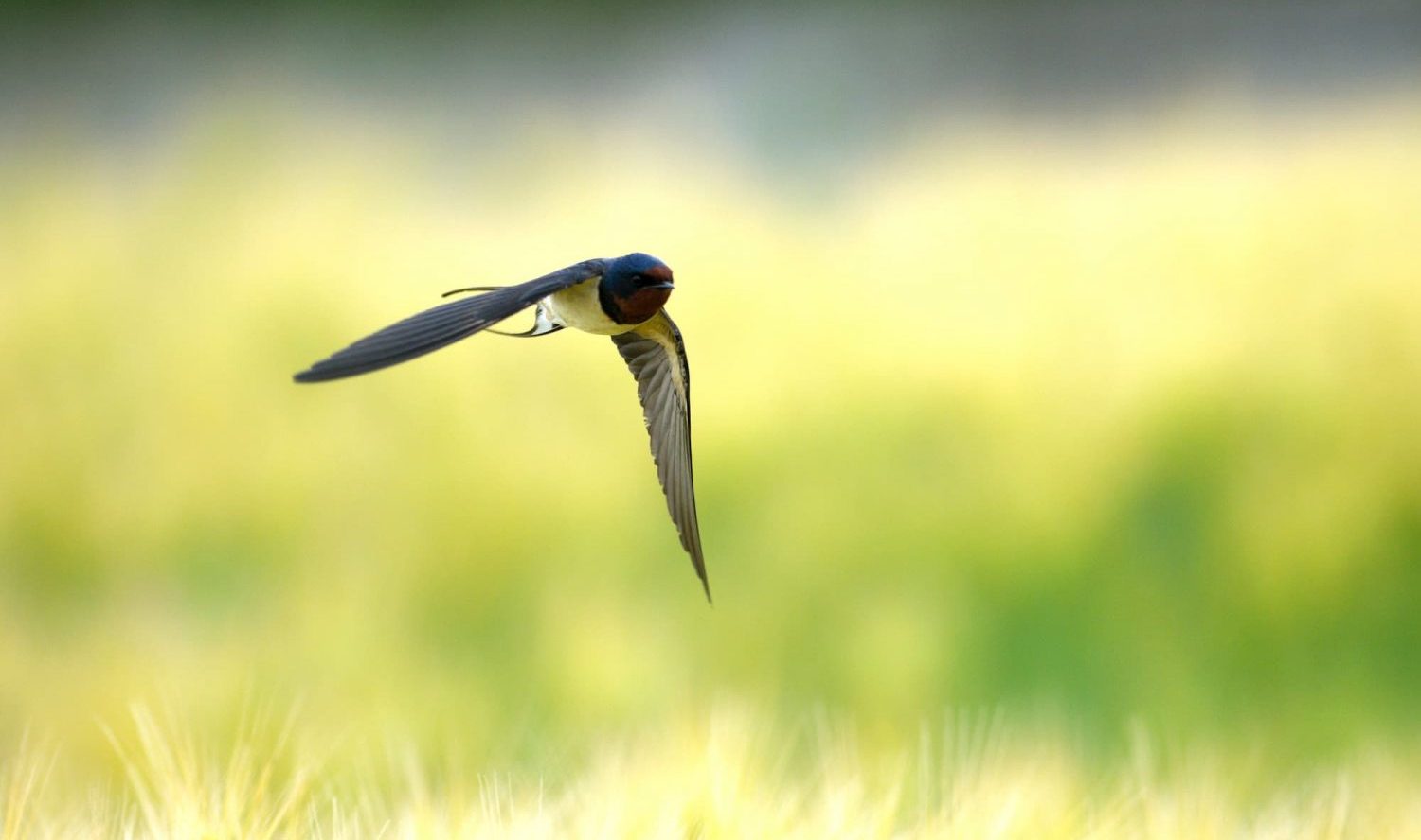 意外と知らない ツバメの1年 アマナとひらく 自然 科学 のトビラ Nature Science