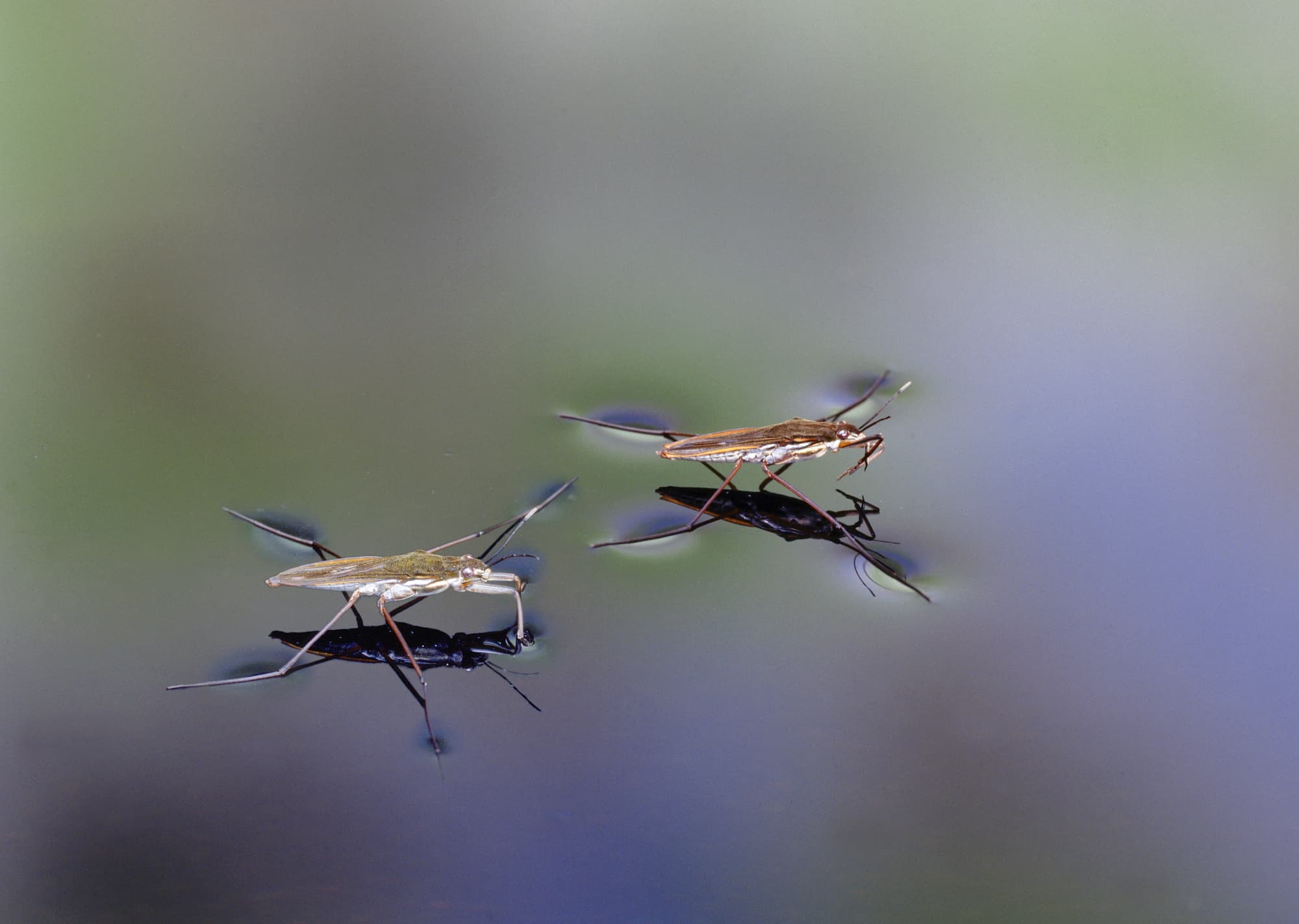 アメンボが水の上を移動できる仕組み プチペディア で迫る 昆虫 植物 動物のヒミツ アマナとひらく 自然 科学 のトビラ Nature Science