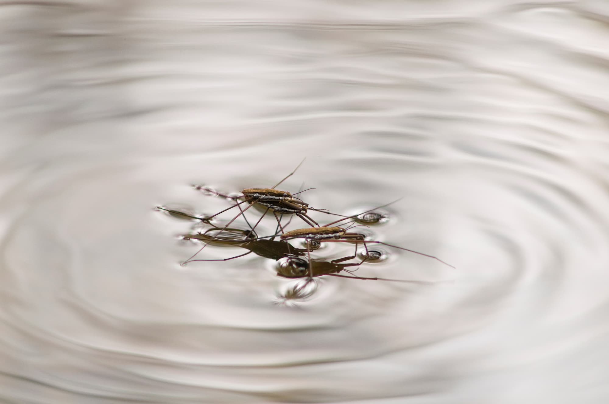 獲物を探知するだけではなく、自らも目的を持って波紋を起こす  ©︎Nature in Stock /amanaimages