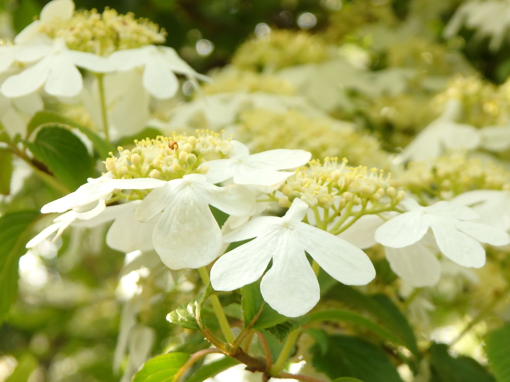 純白のチョウが舞うように咲くヤブデマリ。スイカズラ科ガマズミ属の落葉低木。本州（太平洋側）、四国、九州の山地の谷筋など、湿りがちな林内に生える