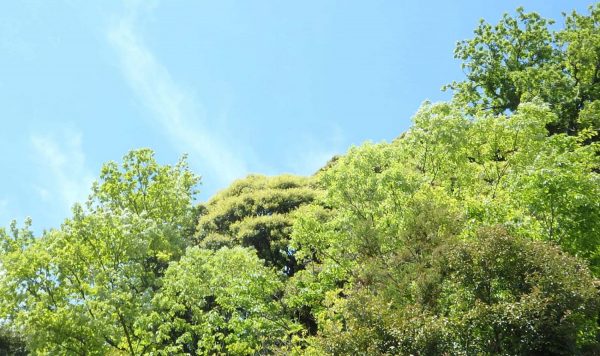 花と自然の鎌倉さんぽ「5月 皐月」