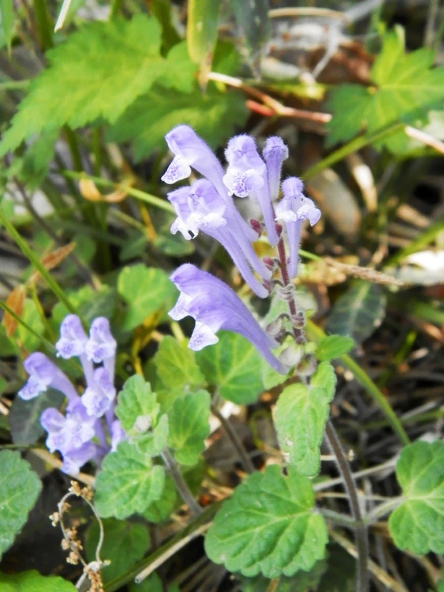 寄せ来る波のようなたたずまいのオカタツナミソウ。林床などを可憐に彩る。 シソ科タツナミソウ属。本州～四国の丘陵の林縁に生える多年草