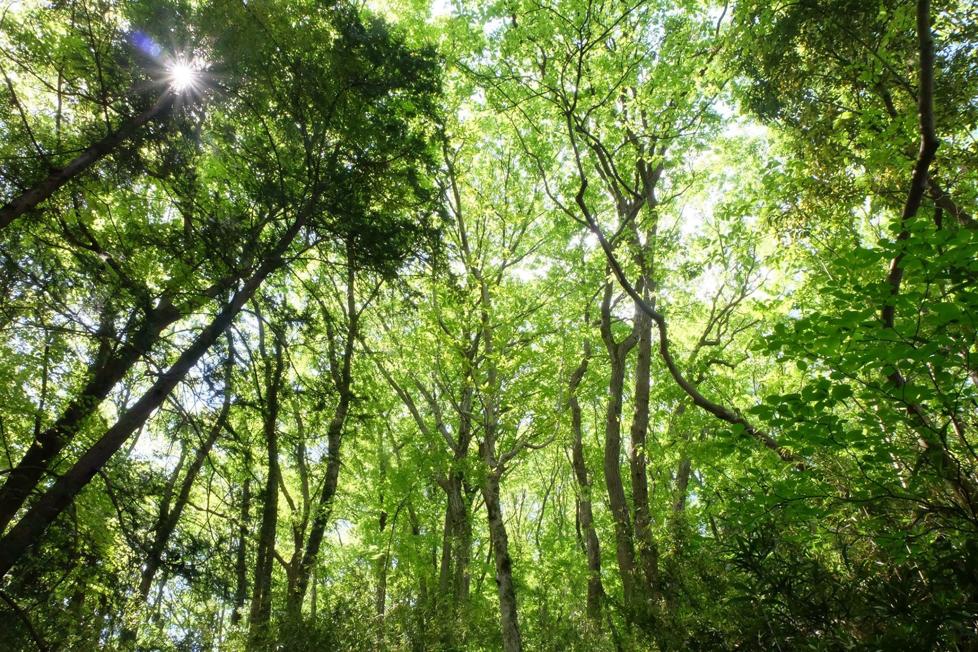 お気に入りの森を何度も訪ねてみては