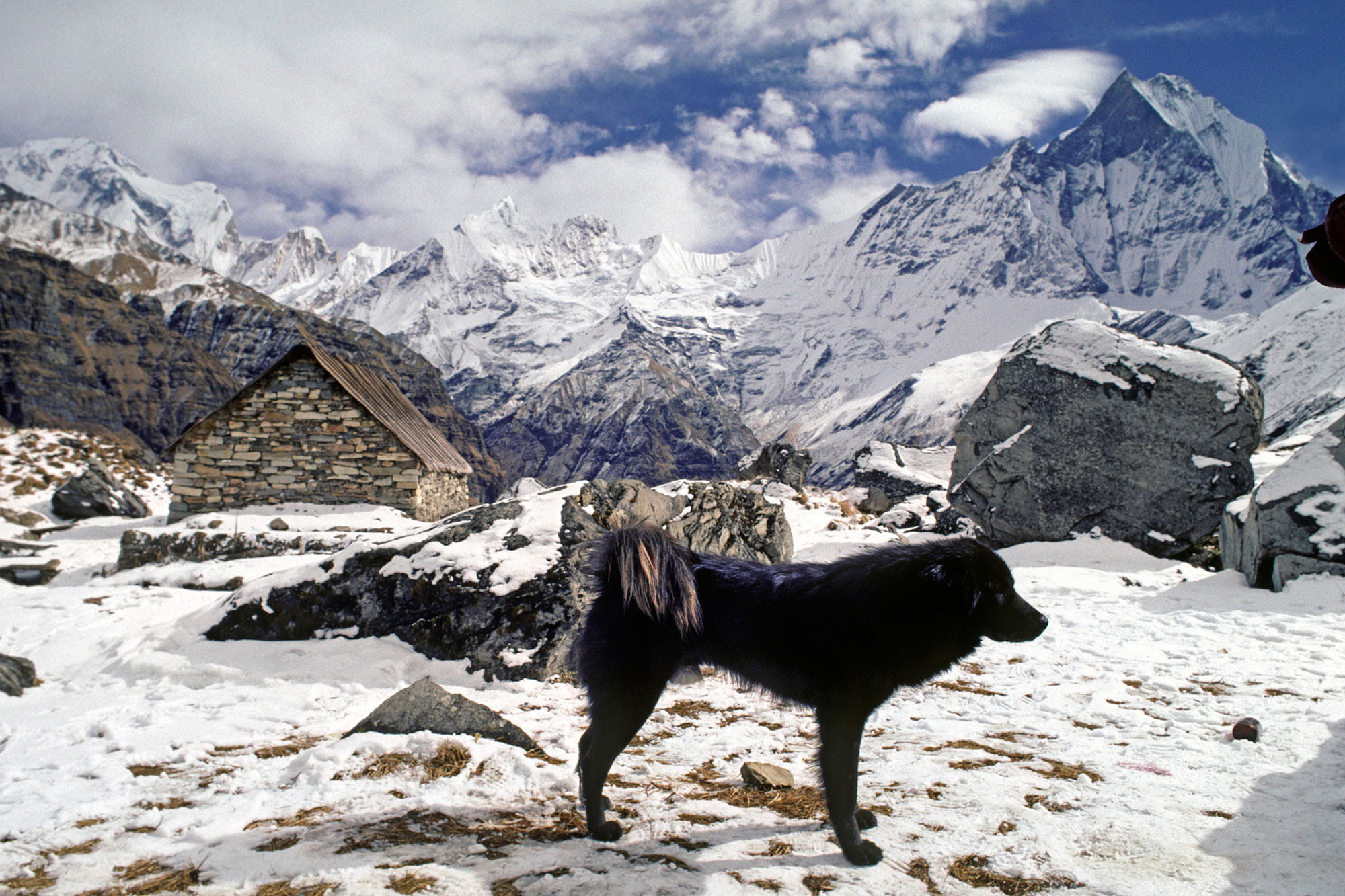 チベット原産のチベタン・マスティフは、古くから遊牧民の作業犬や寺院の番犬として飼われてきた ©️blickwinkel / Alamy /amanaimages