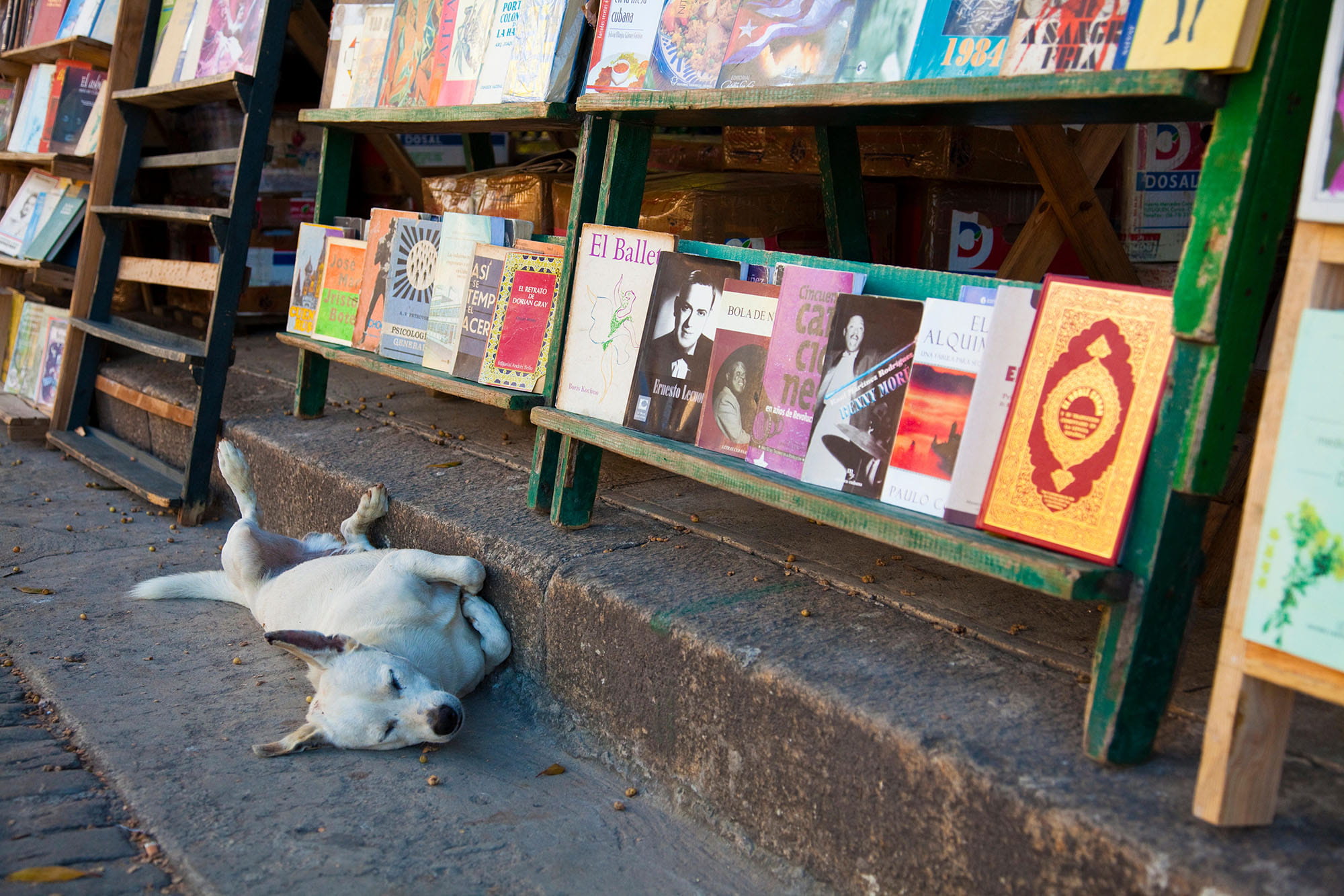 犬にとって本は眠りをさそうようだ（キューバ・ハバナ） ©️Bella Falk / Alamy /amanaimages